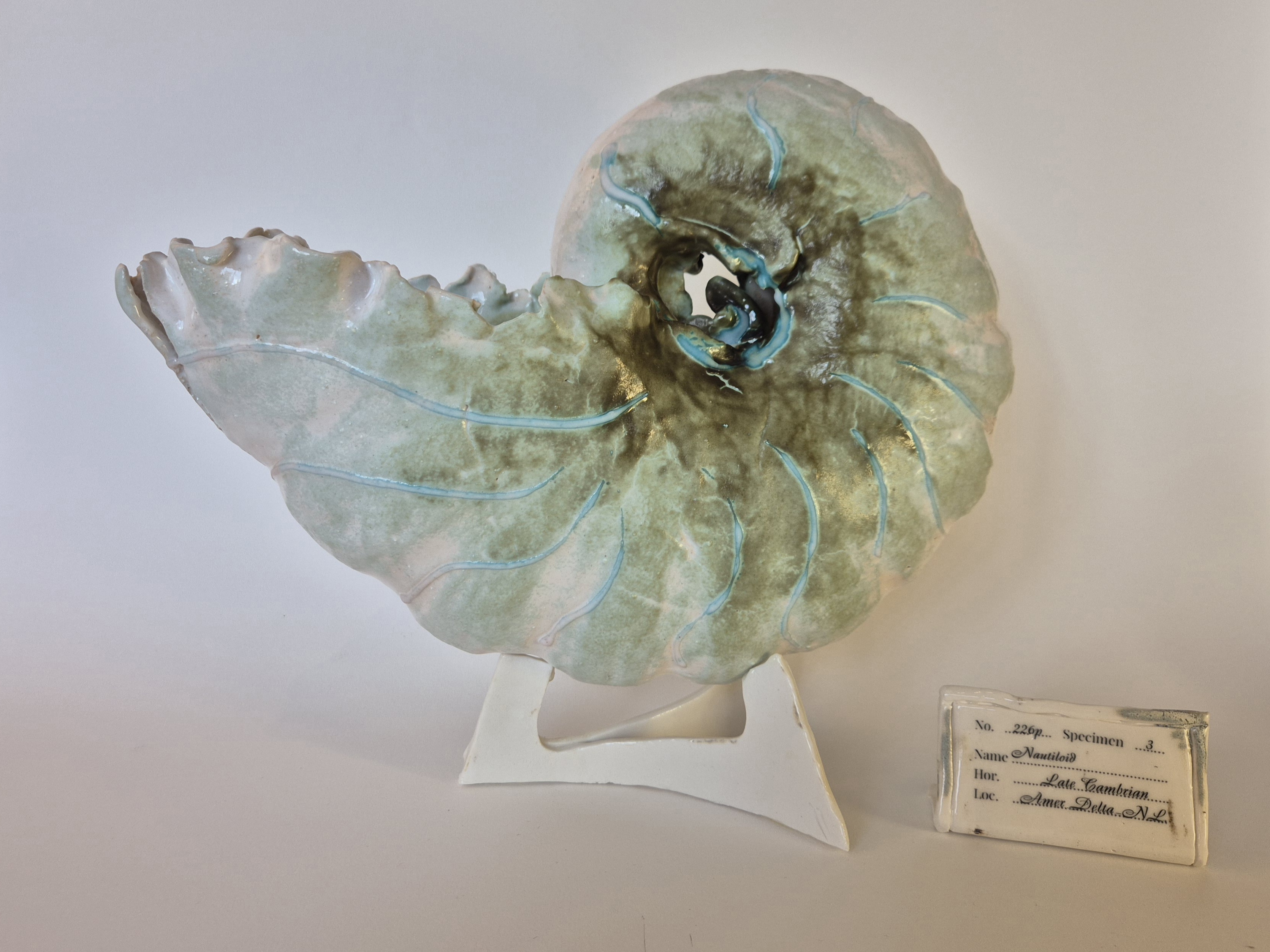 Fossil Type: Nautiloid
Location: Amer Delta (NL)
Time horizon: est. late Cambrian
Condition: average / good
Height: 38 cm / 15 inch
Other specifics: well preserved fossil with rare shino green mineralisation of outer shell