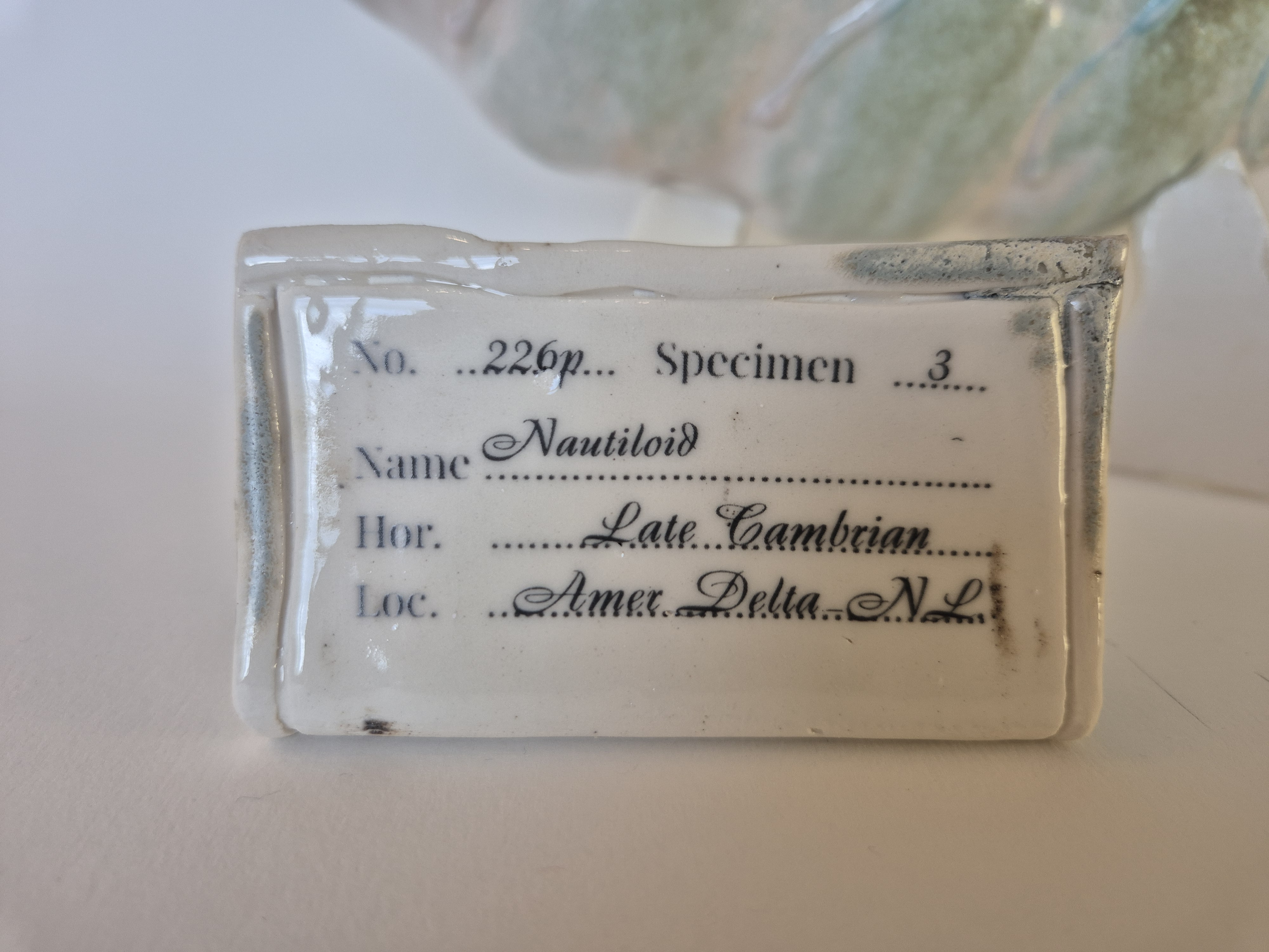 archeological museum tag or label or identification card for Fossil Type: Nautiloid
Location: Amer Delta (NL)
Time horizon: est. late Cambrian
Condition: average / good
Height: 38 cm / 15 inch
Other specifics: well preserved fossil with rare shino green mineralisation of outer shell