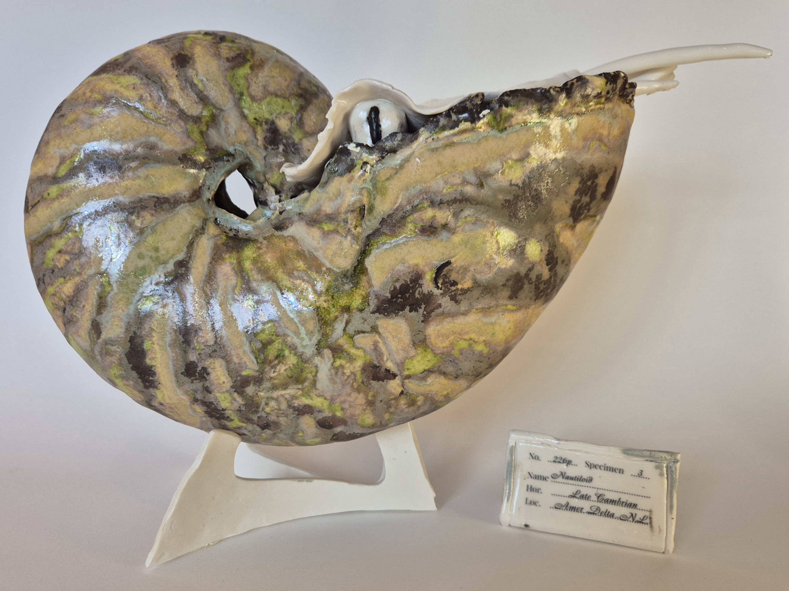 Fossil Type: Nautiloid
Location: found in Amer river delta (NL)
Time horizon: est. late Cambrian
Condition: good
Height: 37 cm / 16 inch
Other specifics: - inhabited by living adult Nautilus