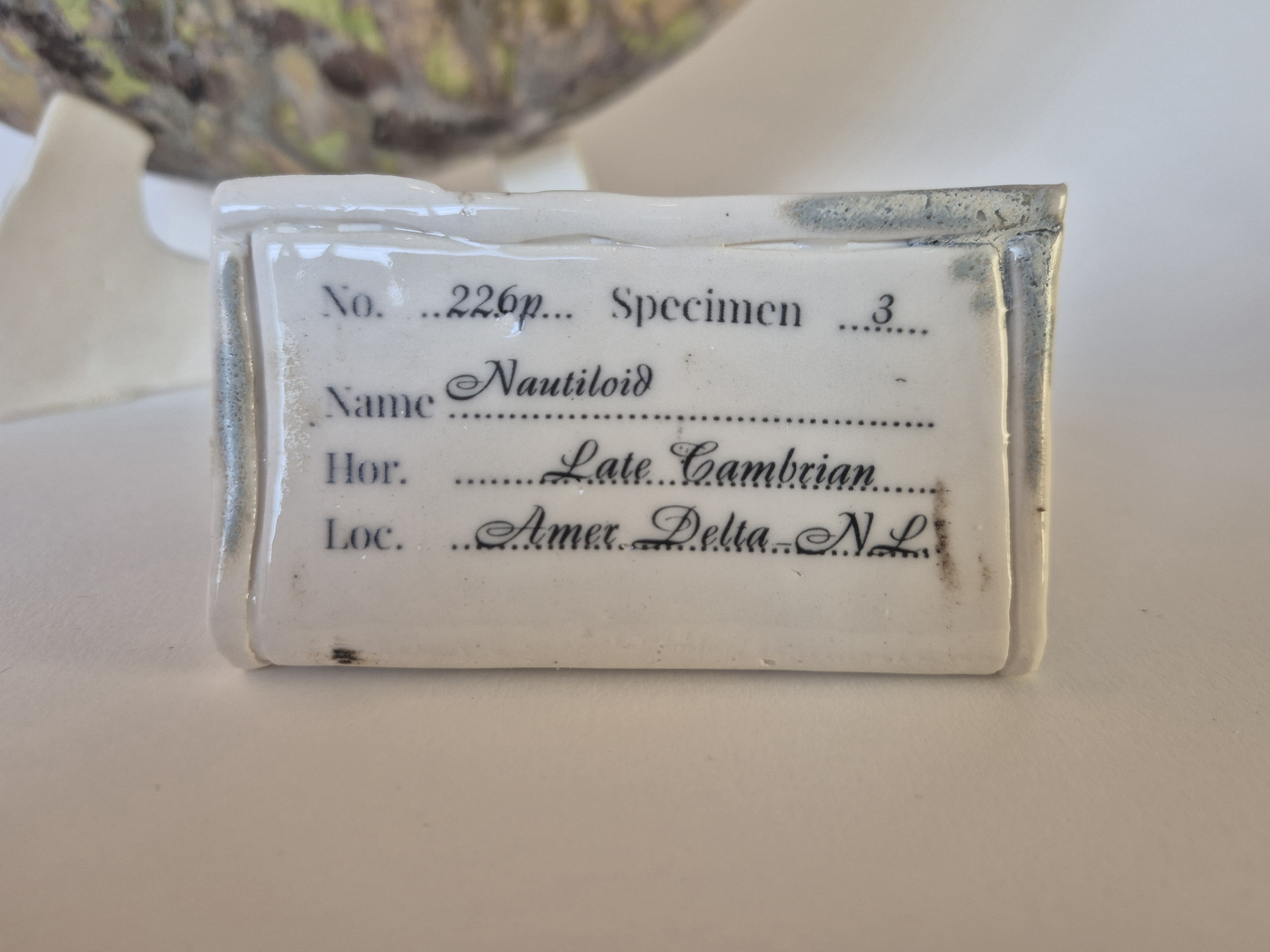 archeological museum tag or label or identification card for Fossil Type: Nautiloid
Location: found in Amer river delta (NL)
Time horizon: est. late Cambrian
Condition: good
Height: 37 cm / 16 inch
Other specifics: - inhabited by living adult Nautilus