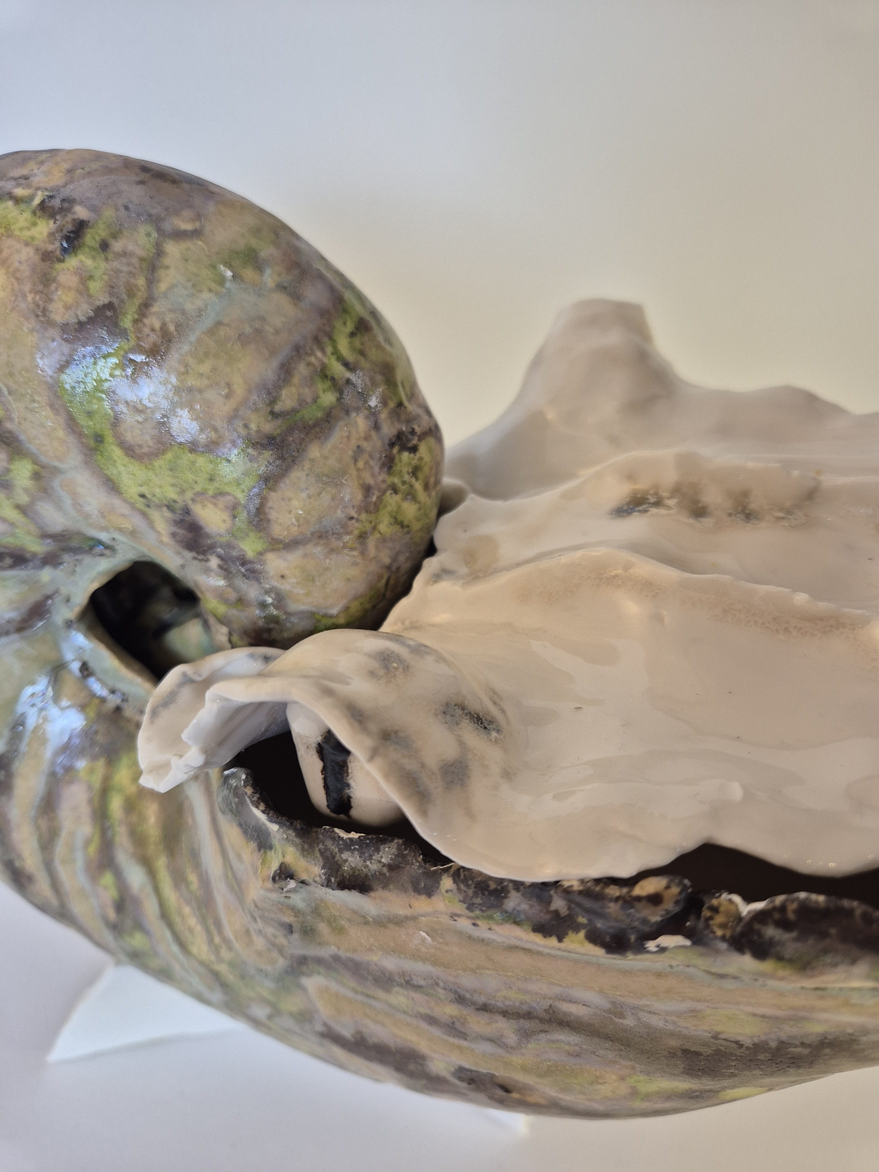 Fossil Type: Nautiloid
Location: found in Amer river delta (NL)
Time horizon: est. late Cambrian
Condition: good
Height: 37 cm / 16 inch
detail foto of shell inhabited by living adult Nautilus