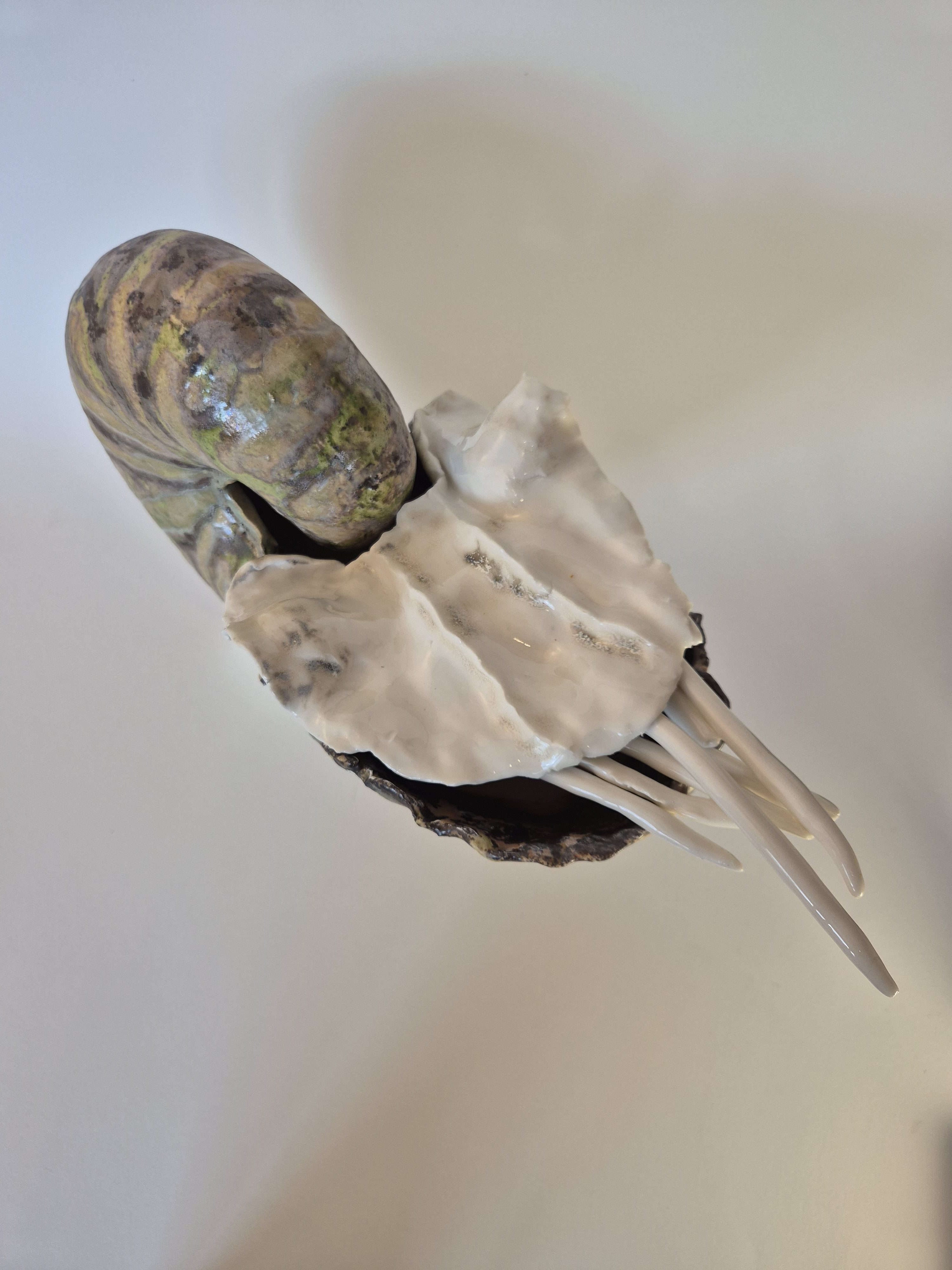 Fossil Type: Nautiloid
Location: found in Amer river delta (NL)
Time horizon: est. late Cambrian
Condition: good
Height: 37 cm / 16 inch
detail foto of shell inhabited by living adult Nautilus