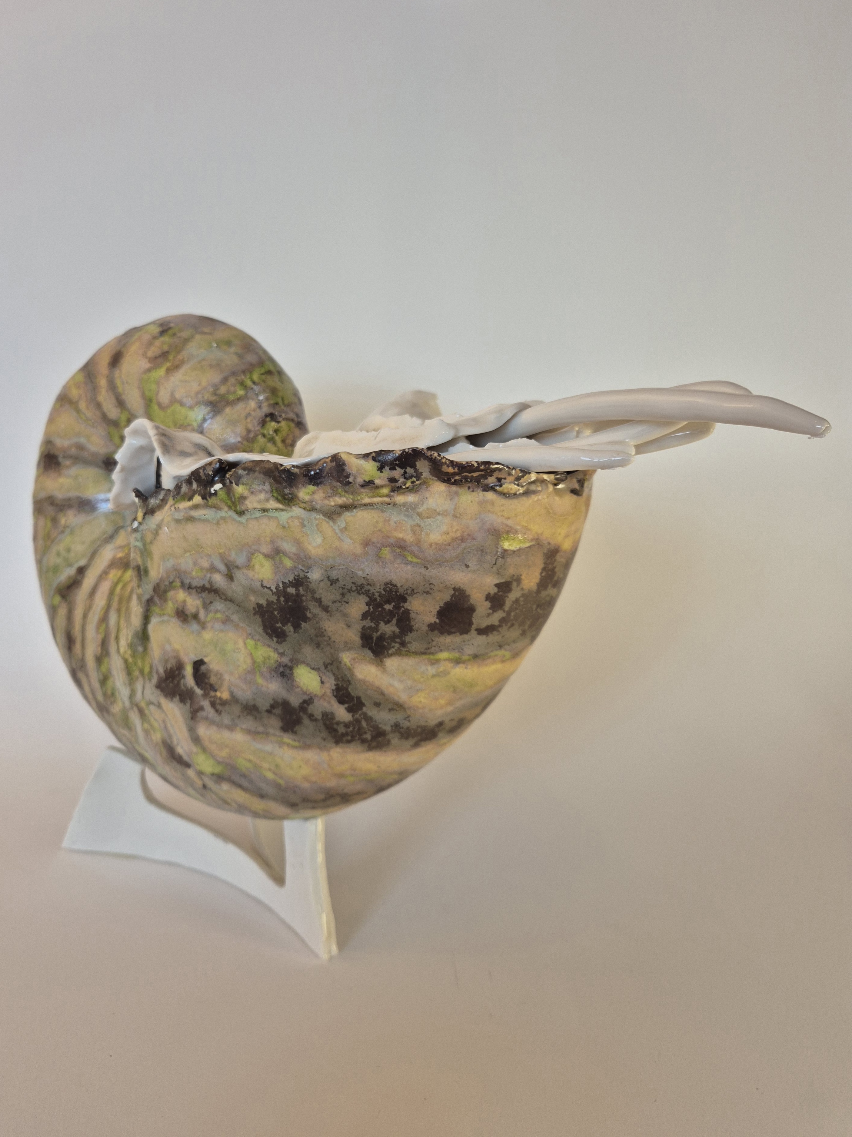 Fossil Type: Nautiloid
Location: found in Amer river delta (NL)
Time horizon: est. late Cambrian
Condition: good
Height: 37 cm / 16 inch
detail foto of shell inhabited by living adult Nautilus