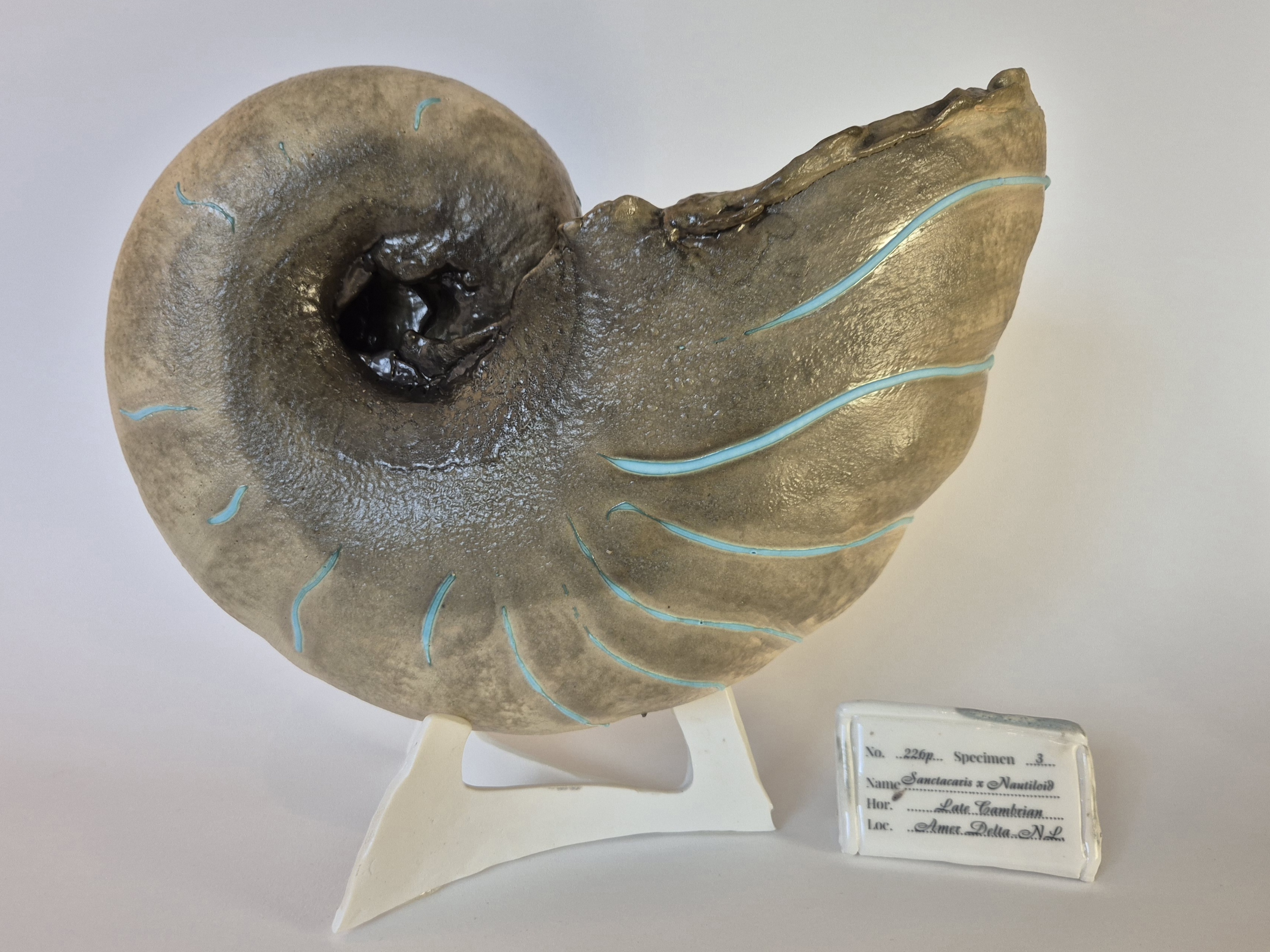 Fossil Type: Nautiloid x Sanctacaris
Location: Amer Delta (NL)
Time horizon: est. late Cambrian
Condition: good
Height: 38 cm / 15 inch
Other specifics: fossil is inhabited by Sanctacaris. Distinct spiraling bands of dark green mineral deposits.