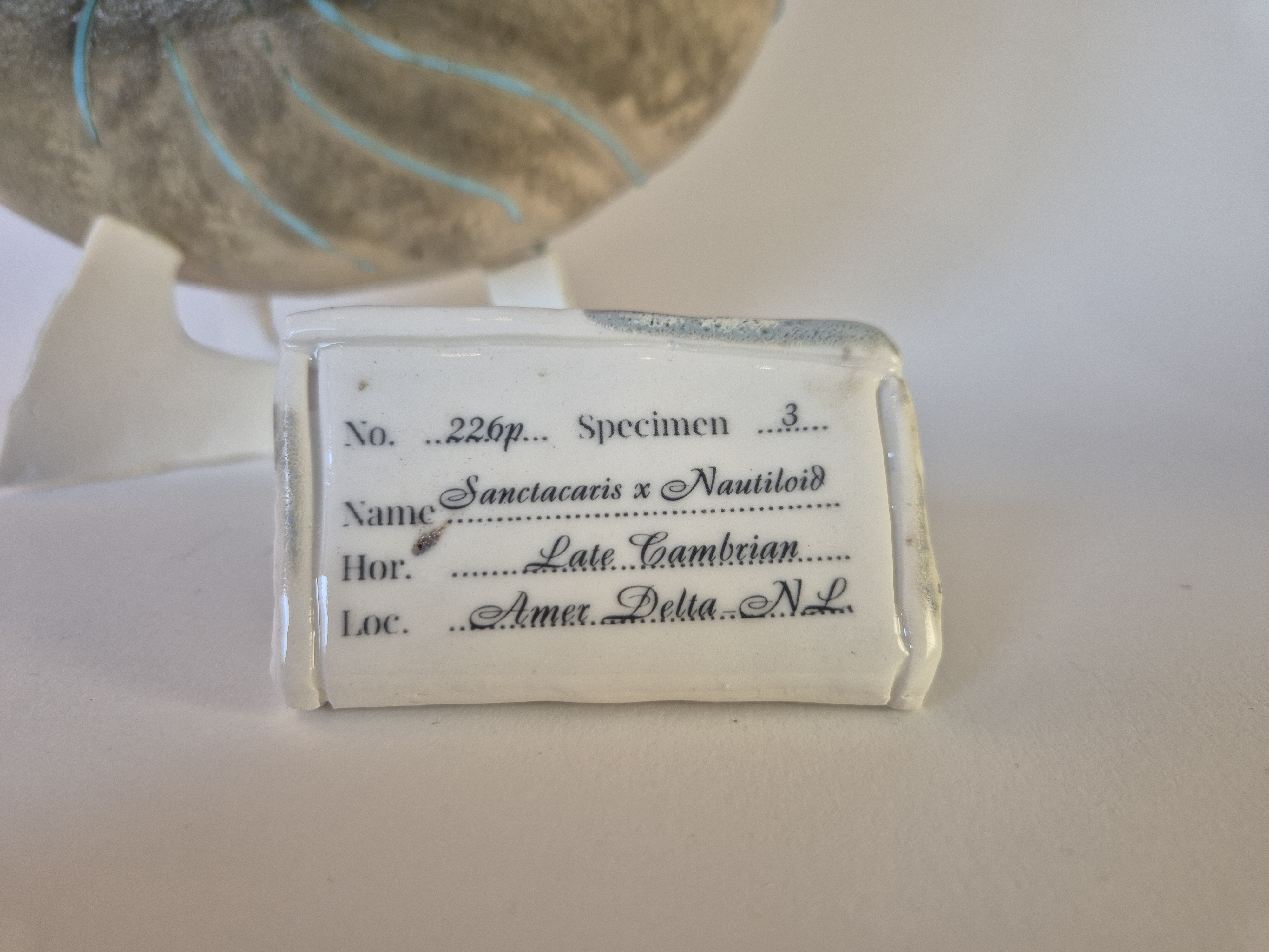 archeological museum tag or label or identification card for Fossil Type: Nautiloid x Sanctacaris
Location: Amer Delta (NL)
Time horizon: est. late Cambrian
Condition: good
Height: 38 cm / 15 inch
Other specifics: fossil is inhabited by Sanctacaris. Distinct spiraling bands of dark green mineral deposits.