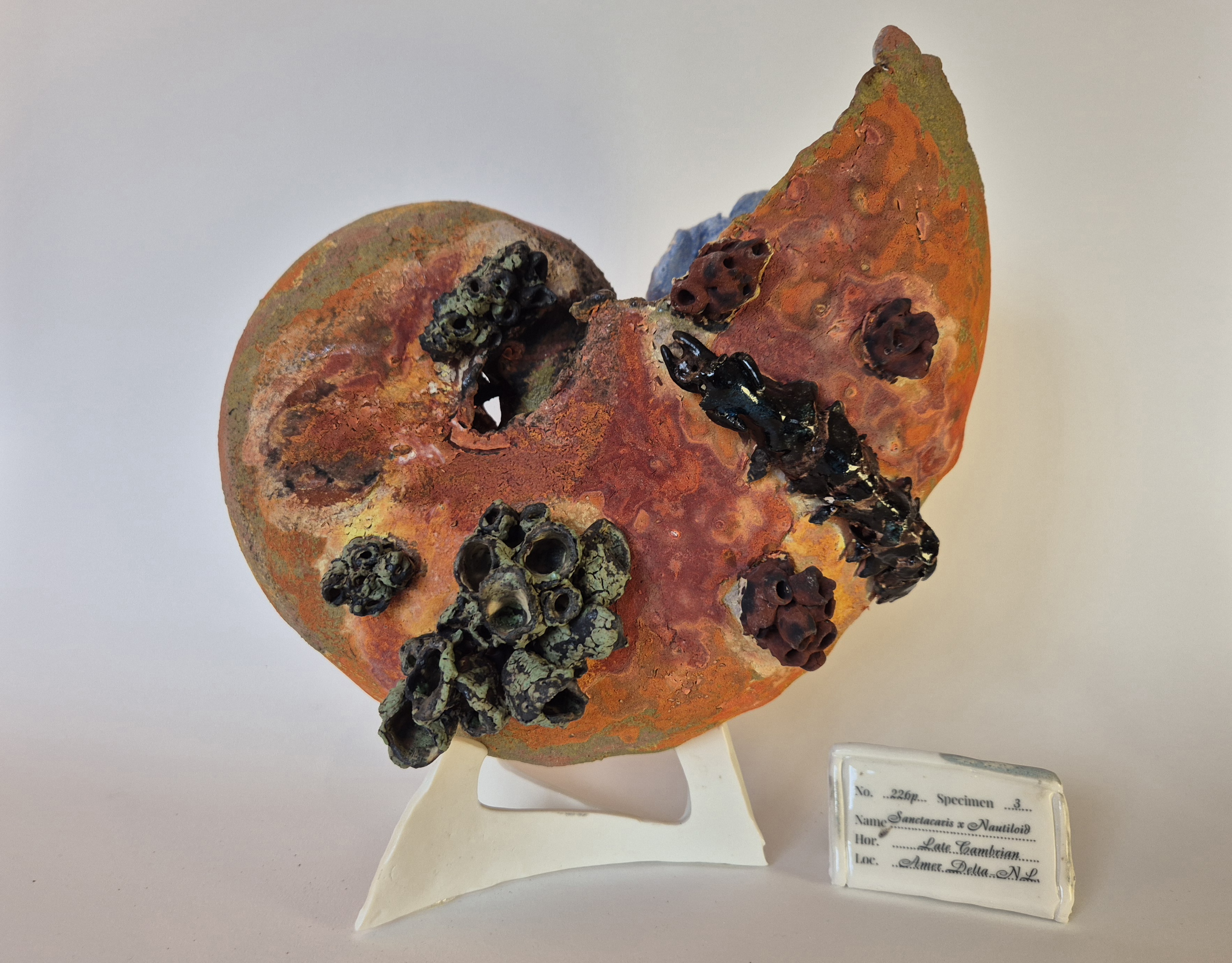 Fossil Type: Nautiloid x Sanctacaris
Location: Amer Delta (NL)
Time horizon: est. late Cambrian
Condition: good
Height: 38 cm / 15 inch
Other specifics: Fossil is inhabited by Sanctacaris Negra