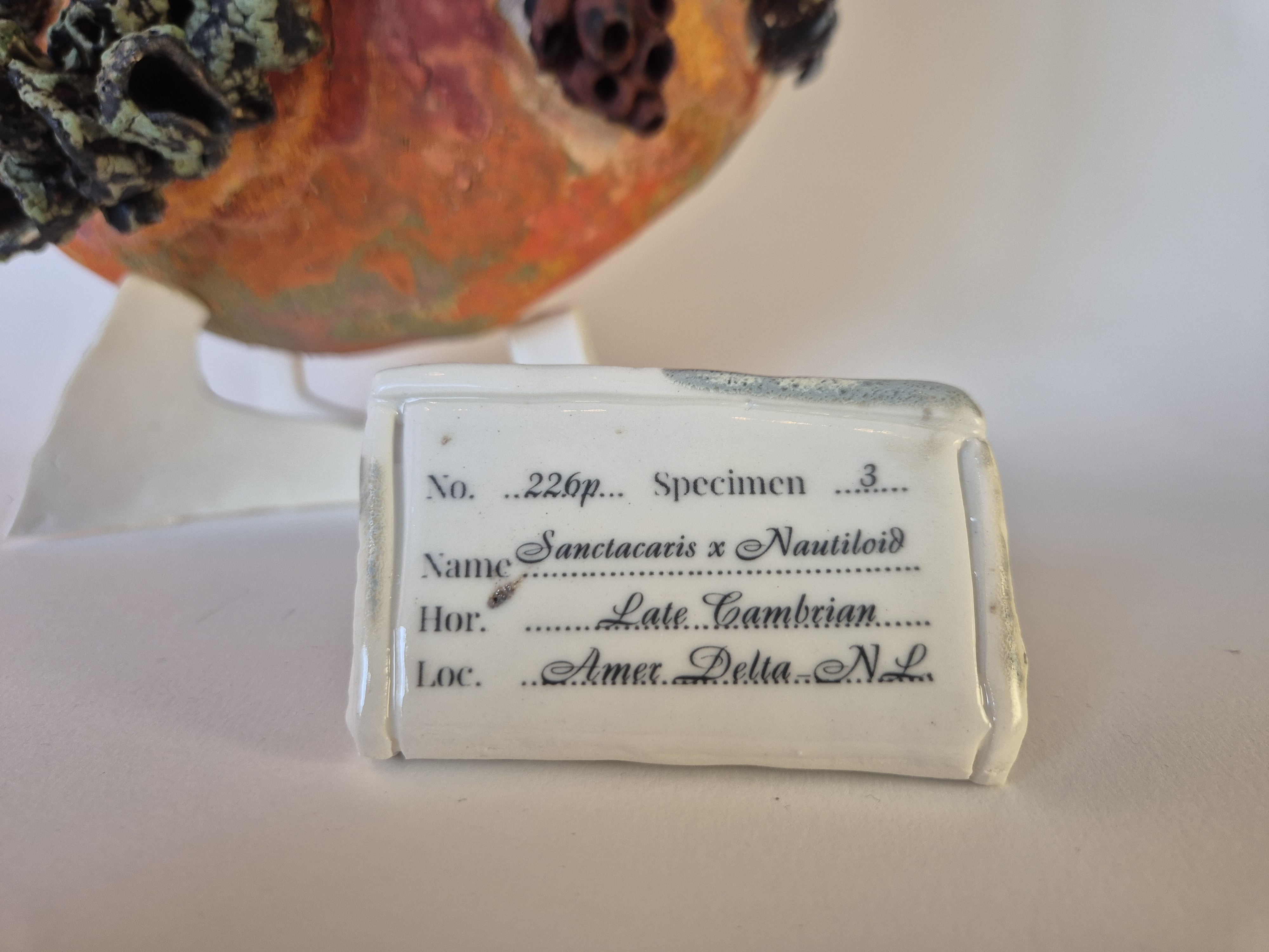 archeological museum tag or label or identification card for Fossil Type: Nautiloid x Sanctacaris
Location: Amer Delta (NL)
Time horizon: est. late Cambrian
Condition: good
Height: 38 cm / 15 inch
Other specifics: Fossil is inhabited by Sanctacaris Negra