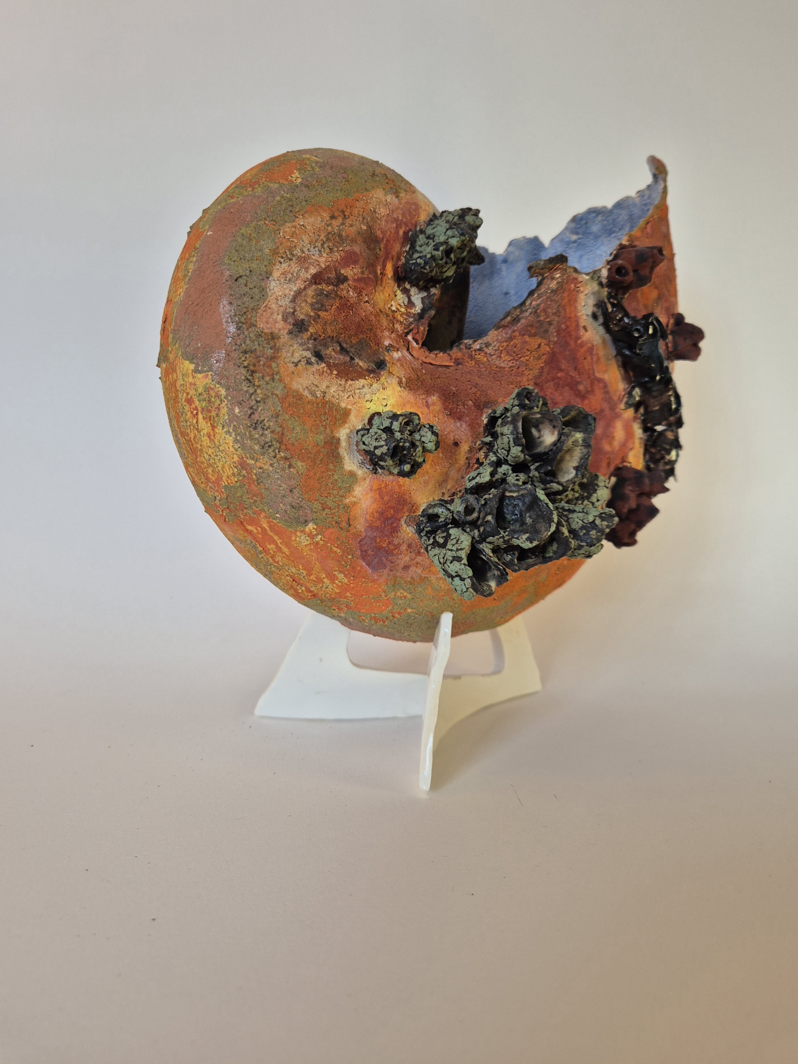 Fossil Type: Nautiloid x Sanctacaris
Location: Amer Delta (NL)
Time horizon: est. late Cambrian
Condition: good
Height: 38 cm / 15 inch
Other specifics: Fossil is inhabited by Sanctacaris Negra