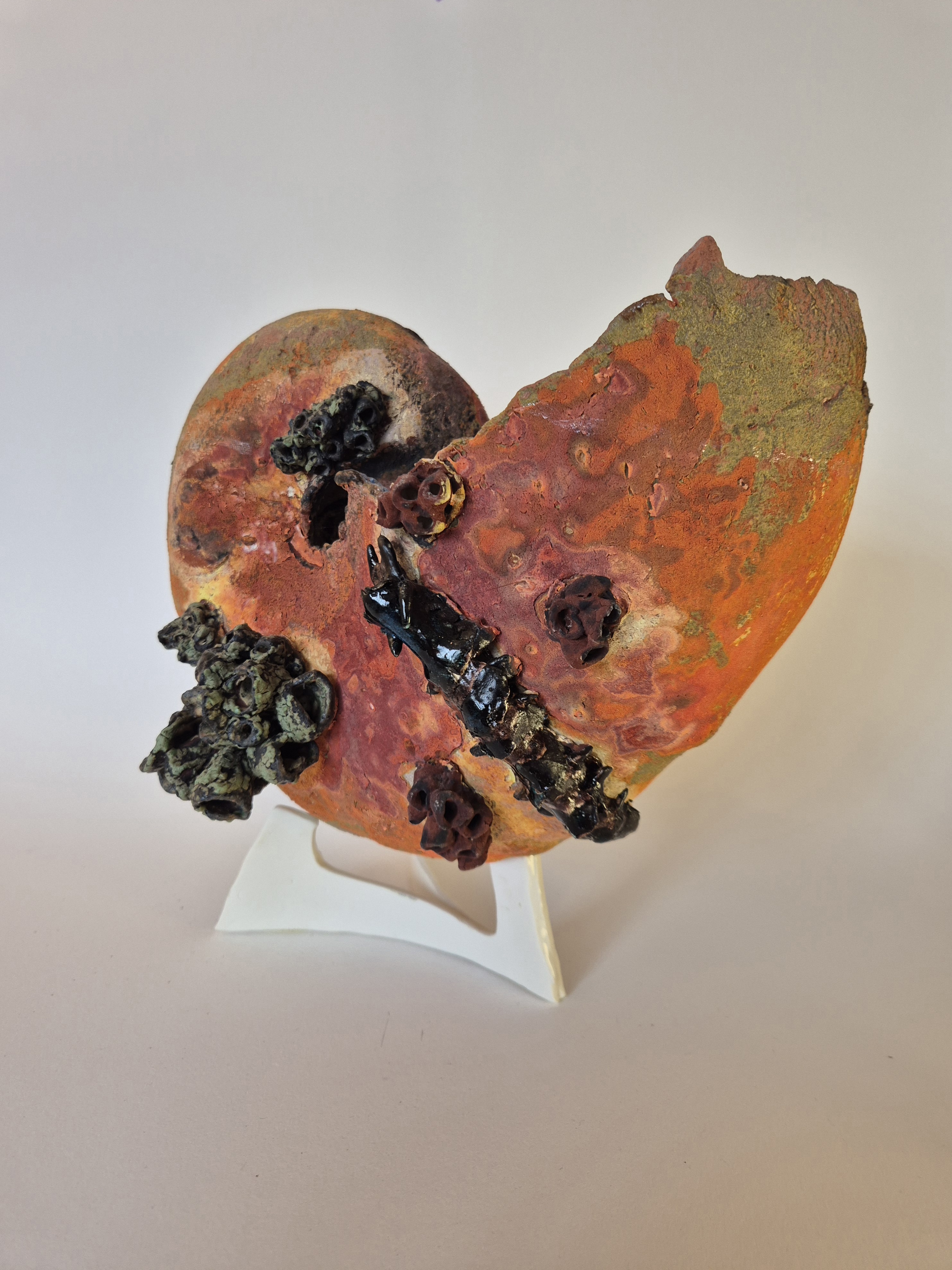 Fossil Type: Nautiloid x Sanctacaris
Location: Amer Delta (NL)
Time horizon: est. late Cambrian
Condition: good
Height: 38 cm / 15 inch
Other specifics: Fossil is inhabited by Sanctacaris Negra