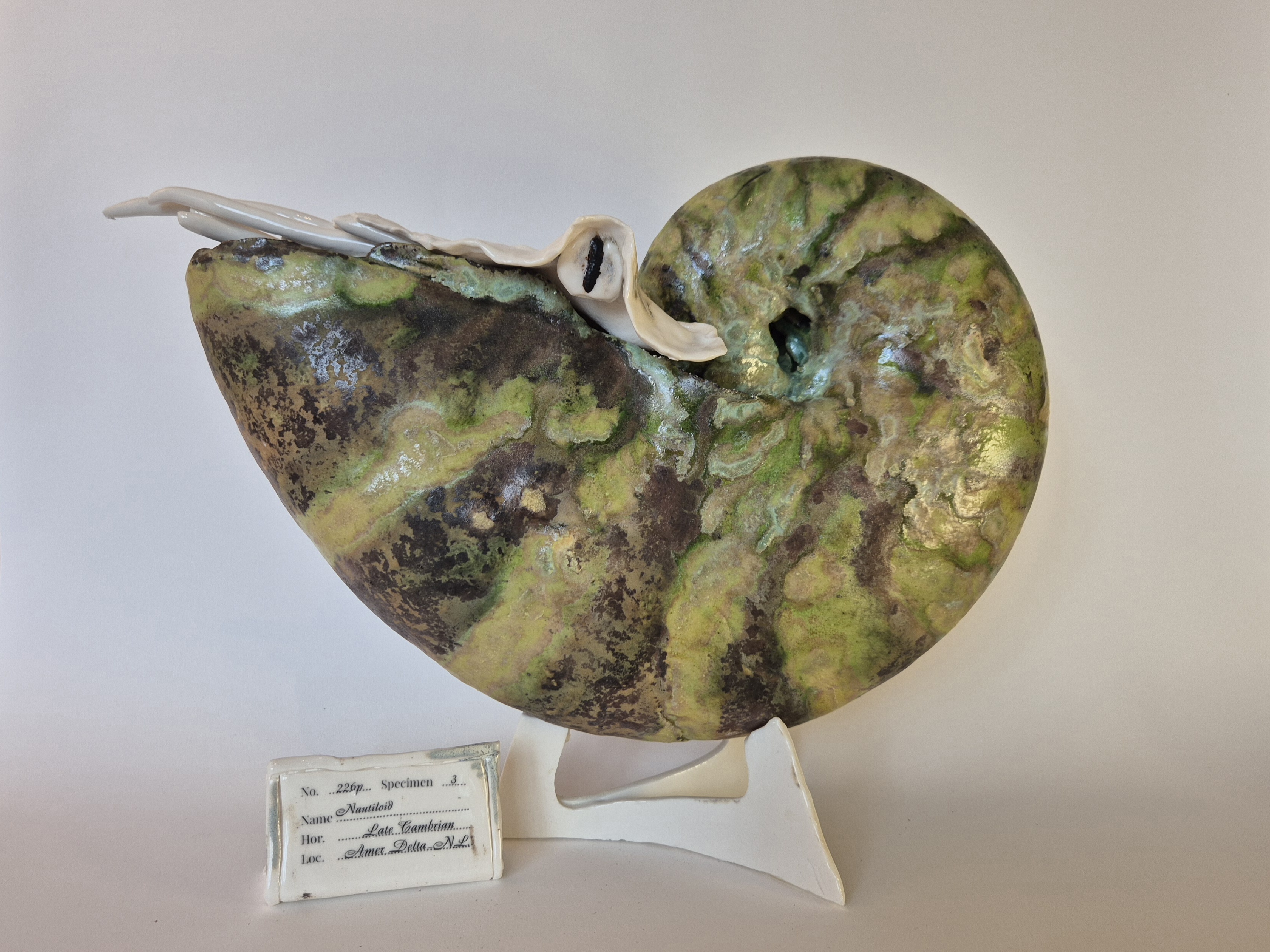 Fossil Type: Nautiloid
Location: found in Amer river delta (NL)
Time horizon: est. late Cambrian
Condition: good
Height: 37 cm / 16 inch
Other specifics: - inhabited by living adult Nautilus