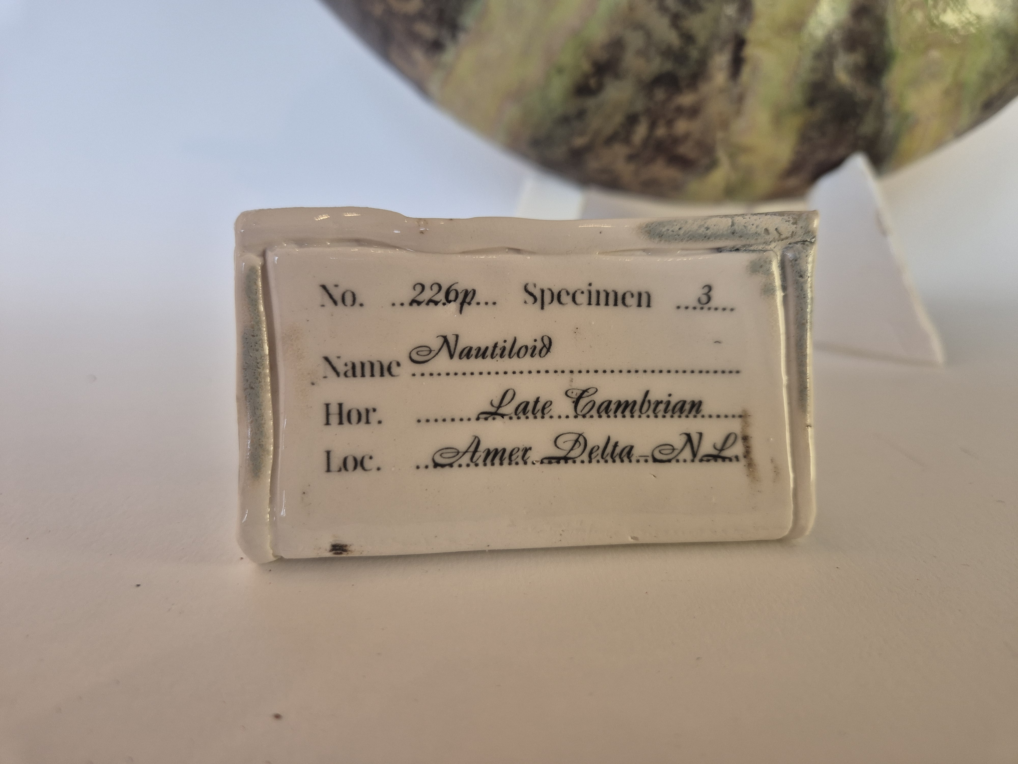 archeological museum tag or label or identification card for Fossil Type: Nautiloid
Location: found in Amer river delta (NL)
Time horizon: est. late Cambrian
Condition: good
Height: 37 cm / 16 inch
Other specifics: - inhabited by living adult Nautilus