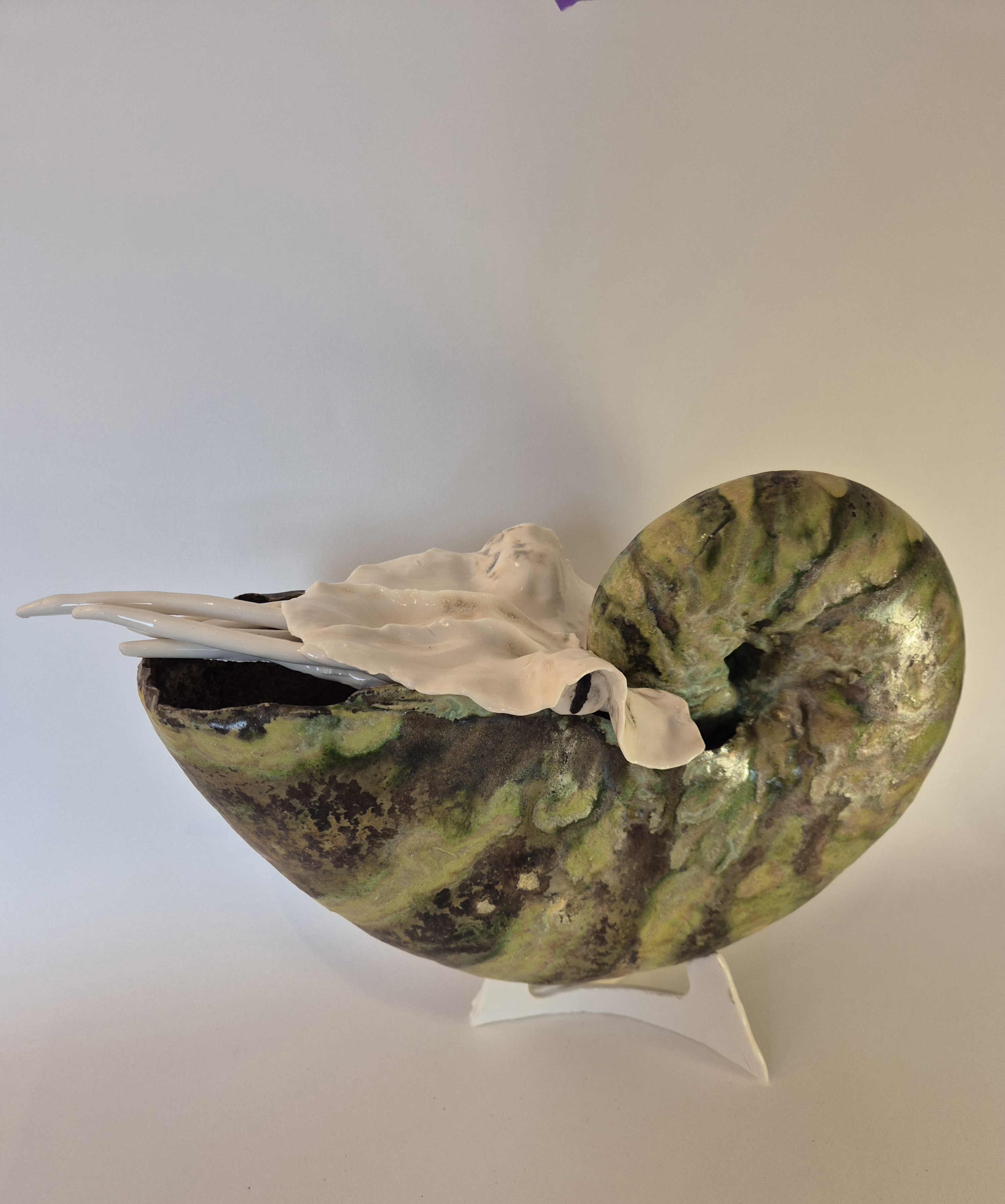 Fossil Type: Nautiloid
Location: found in Amer river delta (NL)
Time horizon: est. late Cambrian
Condition: good
Height: 37 cm / 16 inch
Other specifics: - inhabited by living adult Nautilus