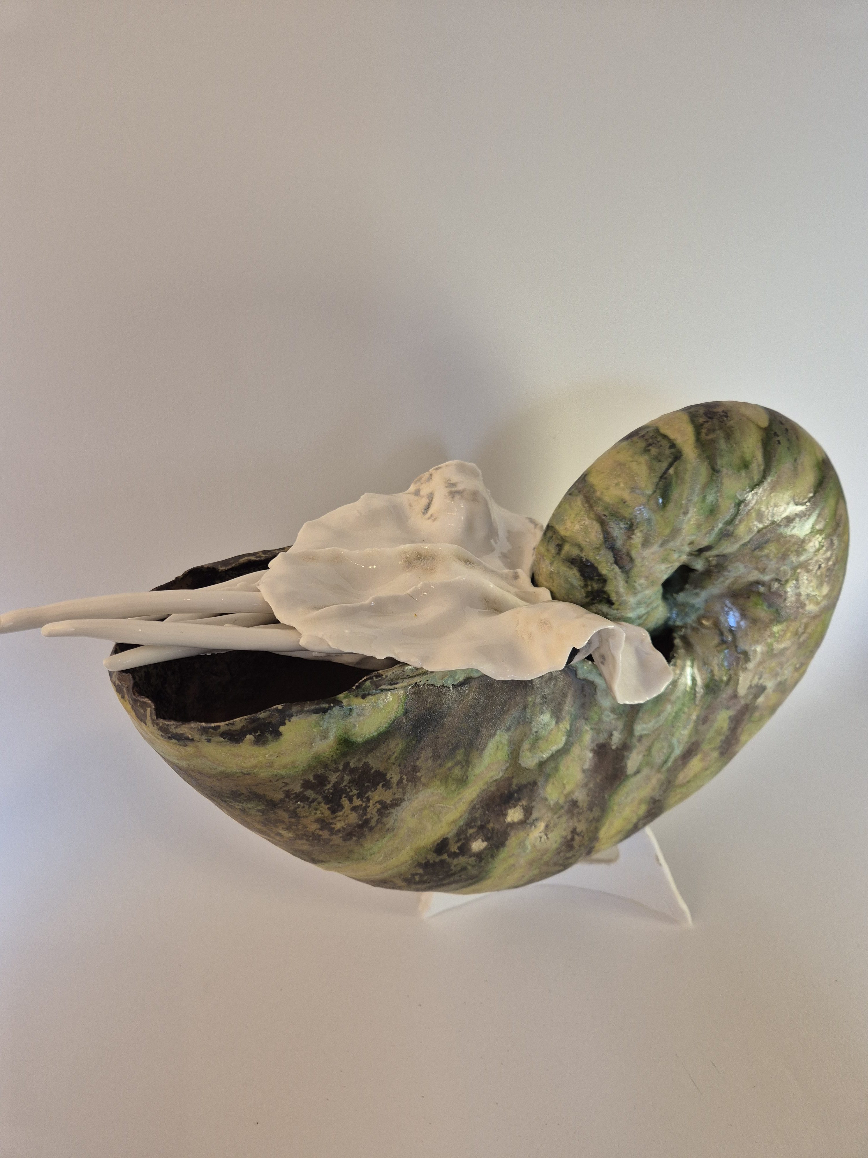 Fossil Type: Nautiloid
Location: found in Amer river delta (NL)
Time horizon: est. late Cambrian
Condition: good
Height: 37 cm / 16 inch
Other specifics: - inhabited by living adult Nautilus