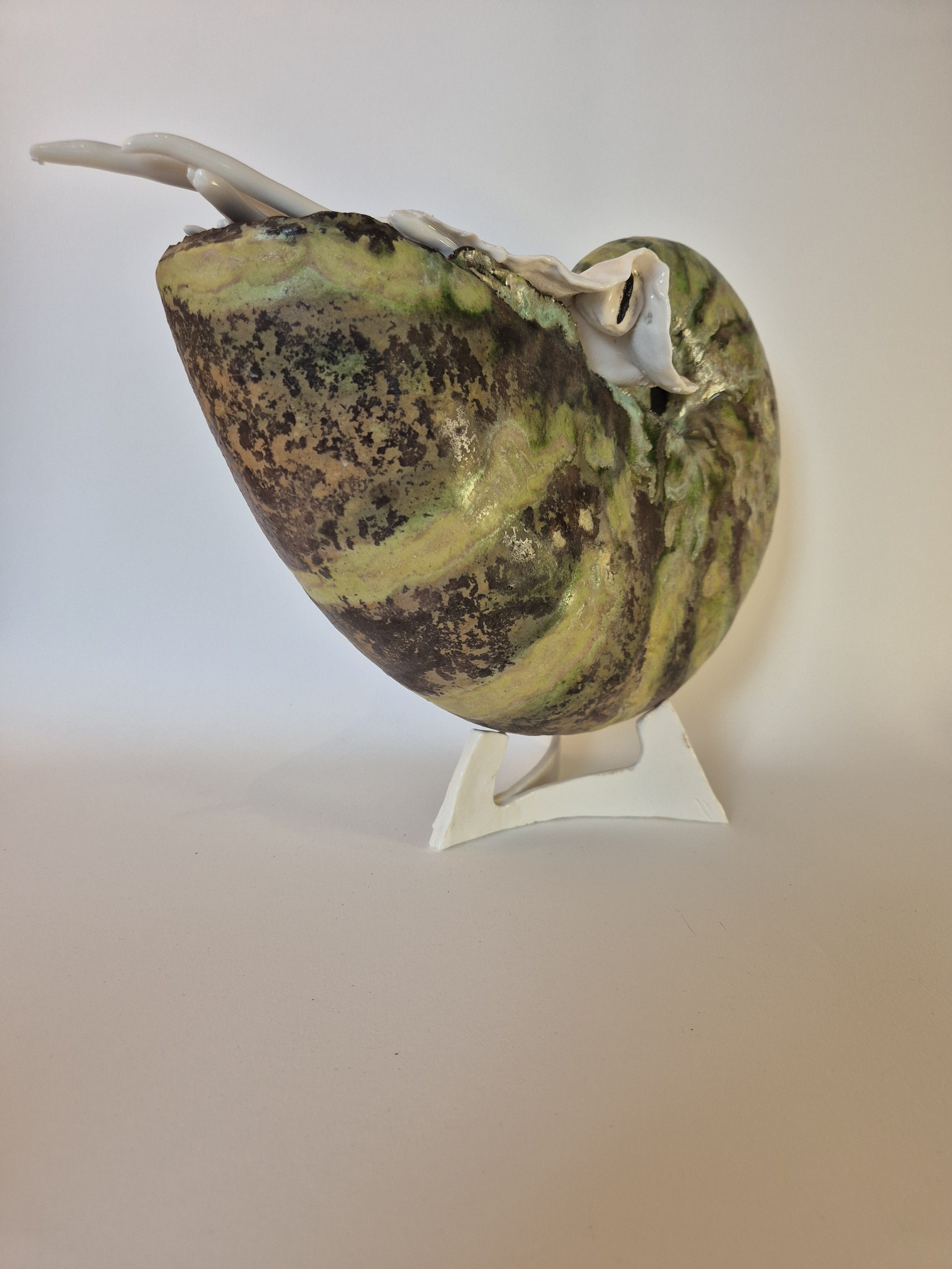 Fossil Type: Nautiloid
Location: found in Amer river delta (NL)
Time horizon: est. late Cambrian
Condition: good
Height: 37 cm / 16 inch
Other specifics: - inhabited by living adult Nautilus