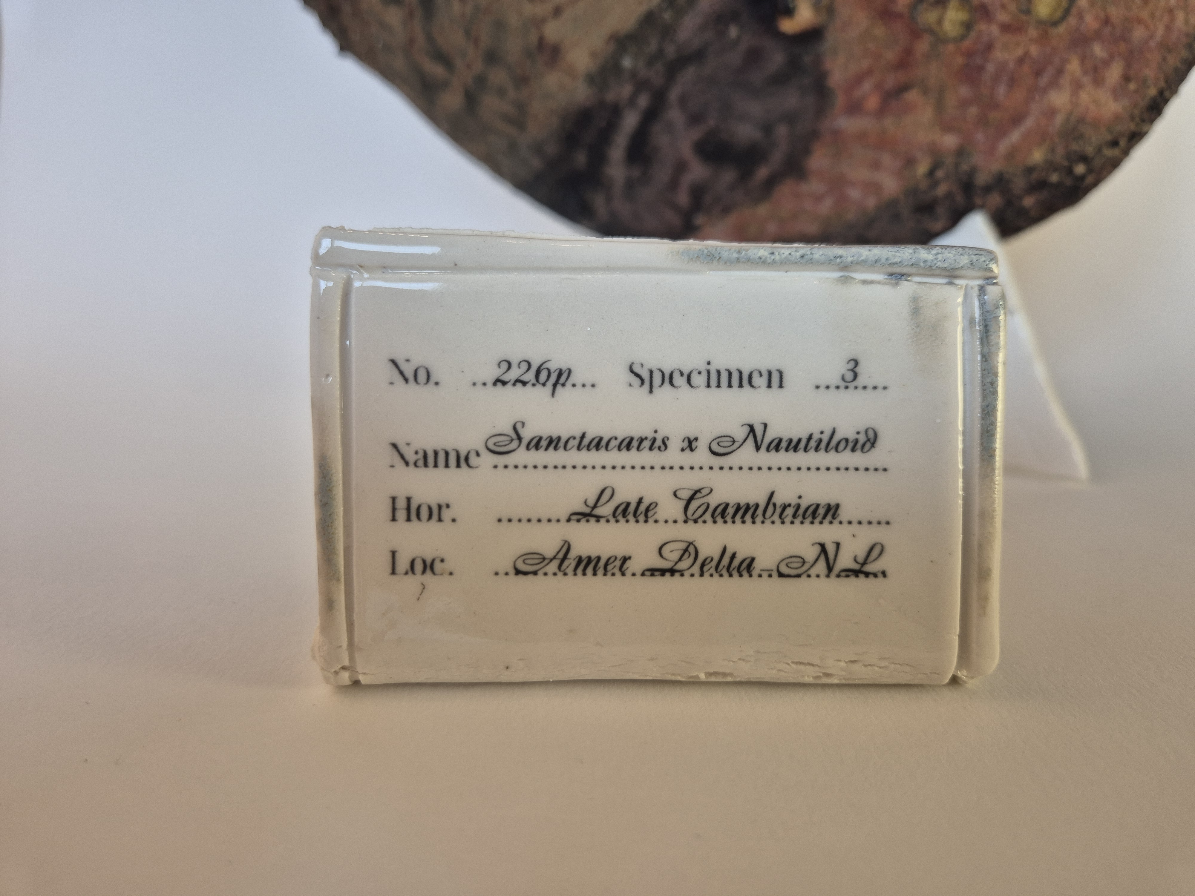 archeological museum tag or label or identification card for Fossil Type: Nautiloid x Sanctacaris
Location: Amer Delta (NL)
Time horizon: est. late Cambrian
Condition: good
Height: 38 cm / 15 inch
Other specifics: inhabited by Sanctacaris Negra and unknown smaller species inside main body whorl