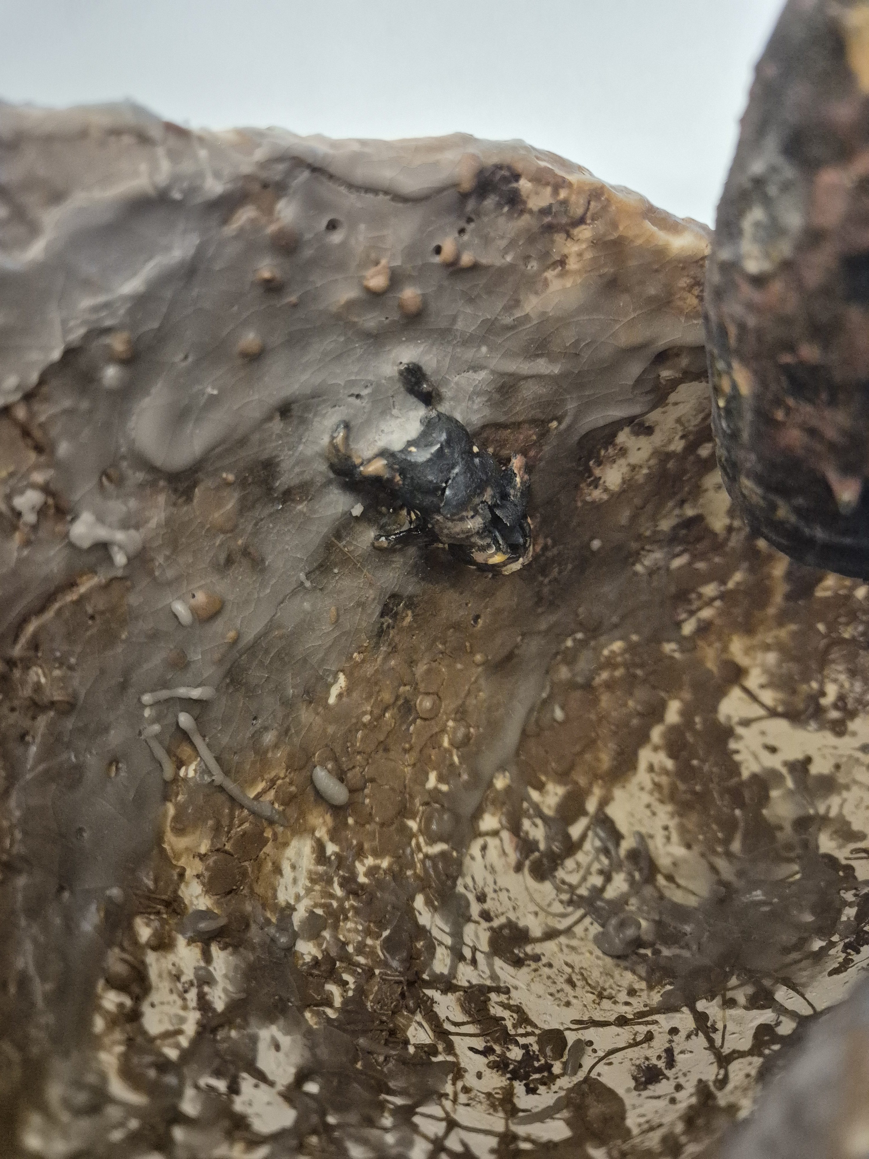 Fossil Type: Nautiloid x Sanctacaris
Location: Amer Delta (NL)
Time horizon: est. late Cambrian
Condition: good
Height: 38 cm / 15 inch
Other specifics: inhabited by Sanctacaris Negra and unknown smaller species inside main body whorl