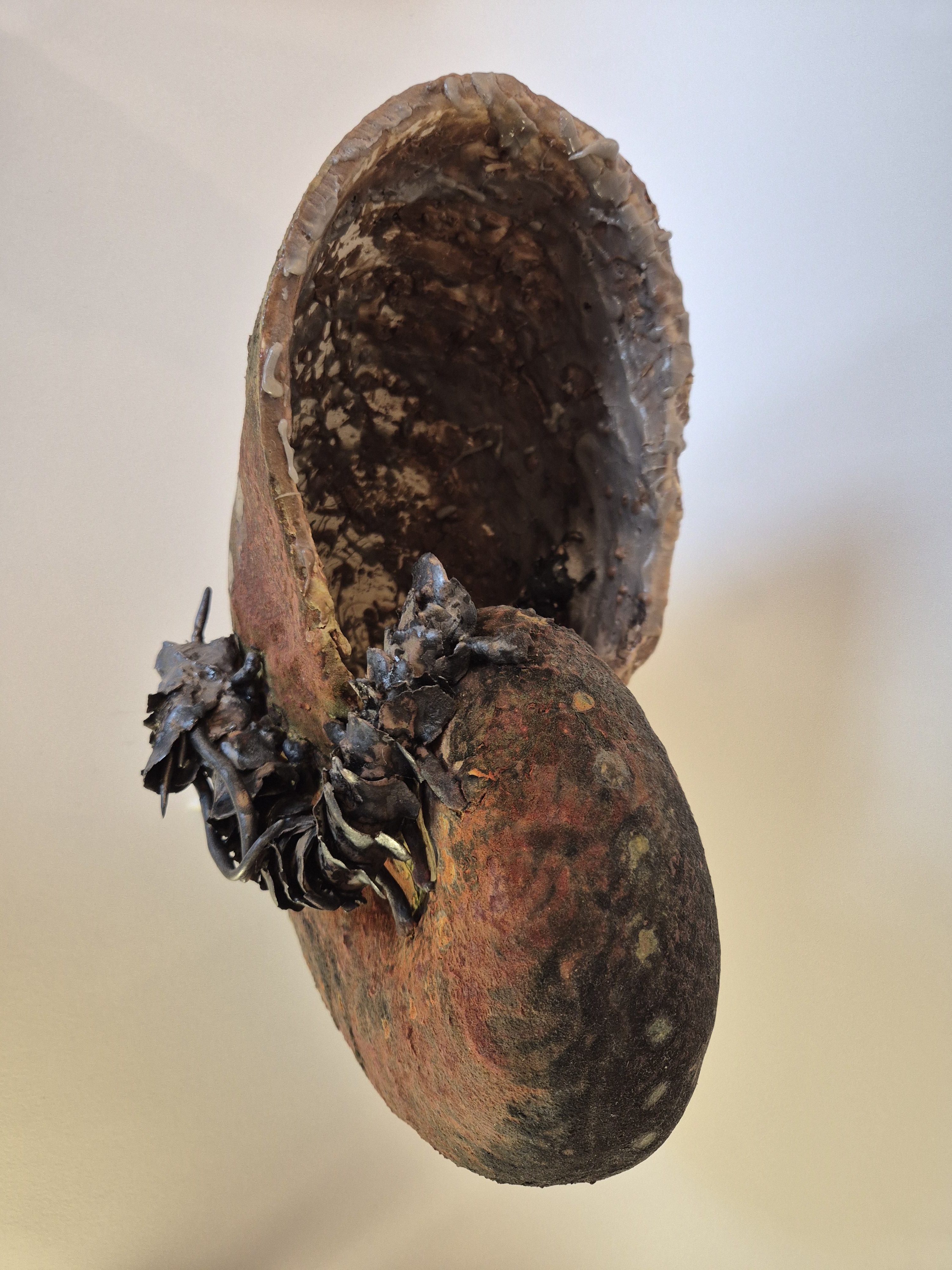 Fossil Type: Nautiloid x Sanctacaris
Location: Amer Delta (NL)
Time horizon: est. late Cambrian
Condition: good
Height: 38 cm / 15 inch
Other specifics: inhabited by Sanctacaris Negra and unknown smaller species inside main body whorl