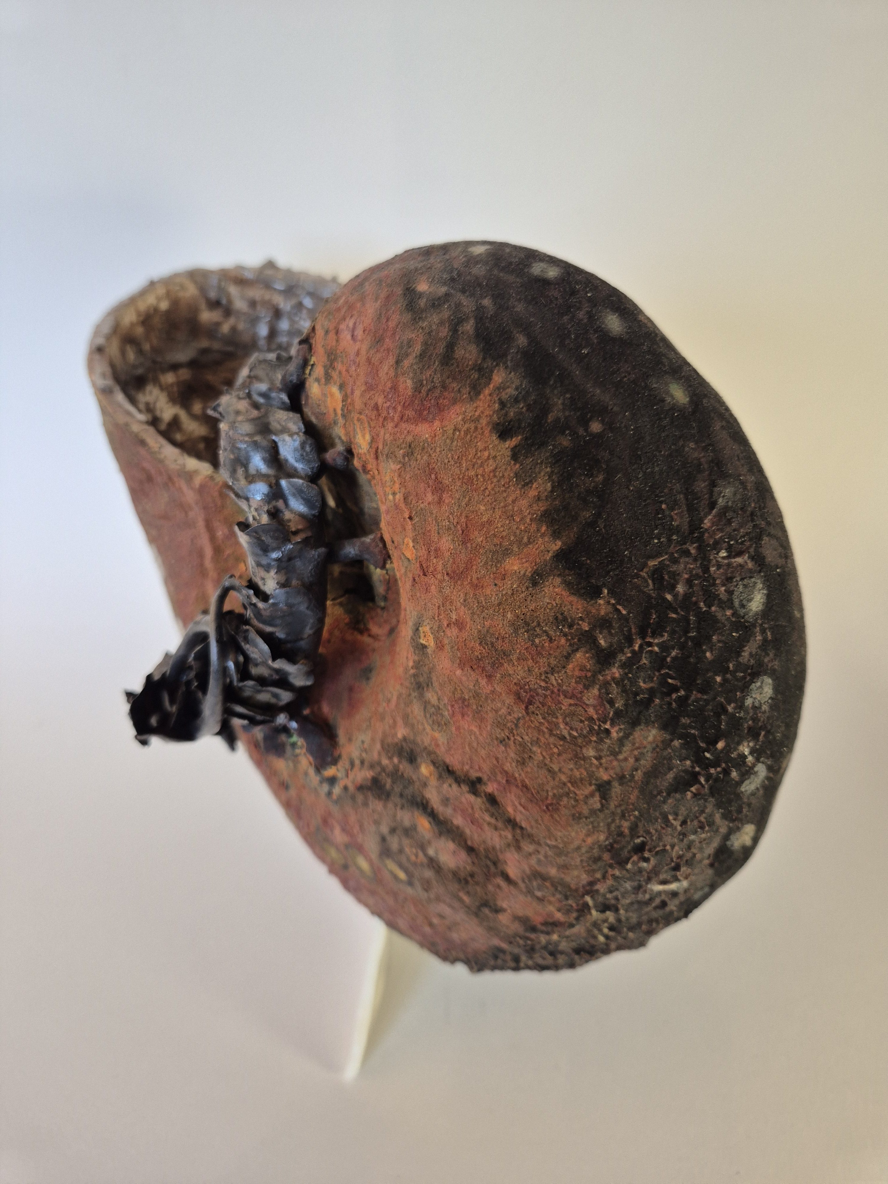 Fossil Type: Nautiloid x Sanctacaris
Location: Amer Delta (NL)
Time horizon: est. late Cambrian
Condition: good
Height: 38 cm / 15 inch
Other specifics: inhabited by Sanctacaris Negra and unknown smaller species inside main body whorl