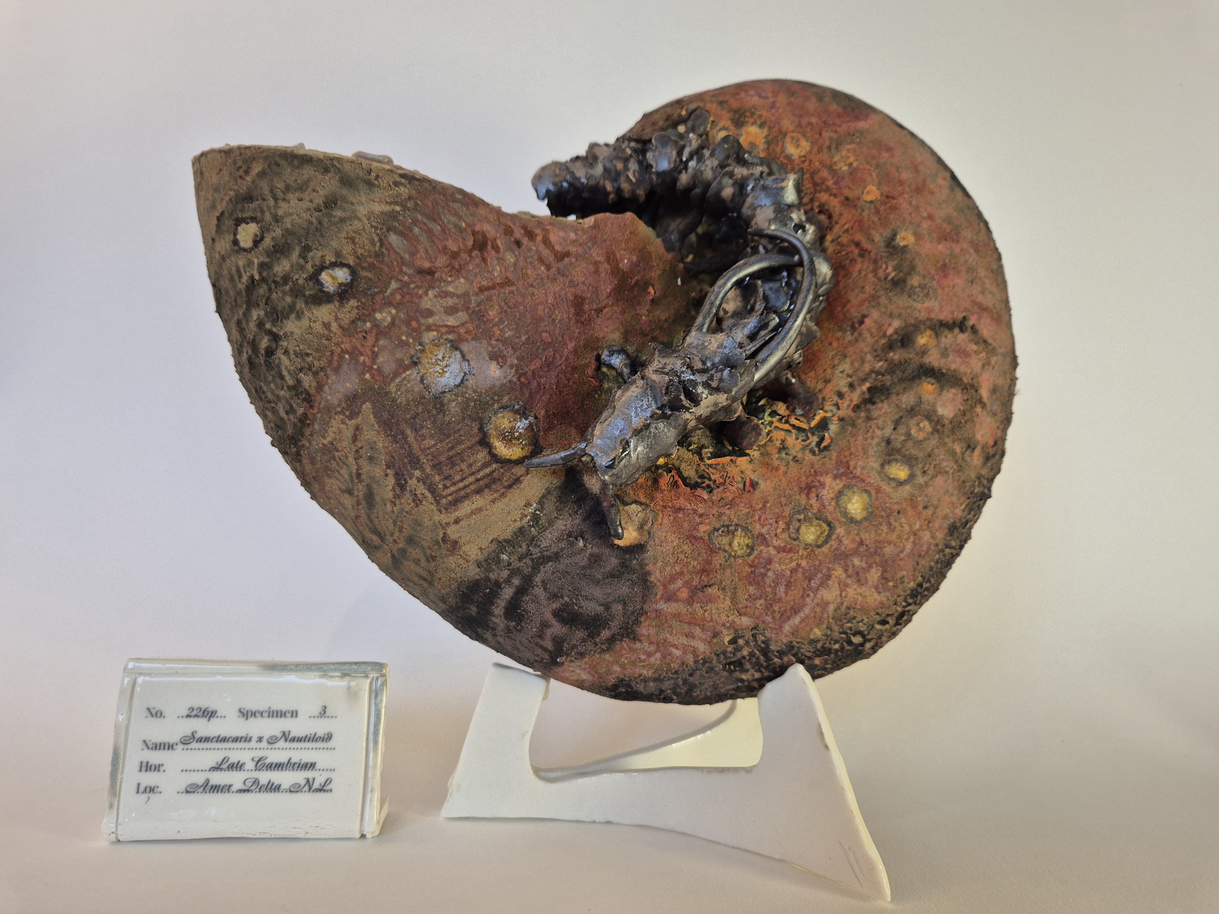 Fossil Type: Nautiloid x Sanctacaris
Location: Amer Delta (NL)
Time horizon: est. late Cambrian
Condition: good
Height: 38 cm / 15 inch
Other specifics: inhabited by Sanctacaris Negra and unknown smaller species inside main body whorl