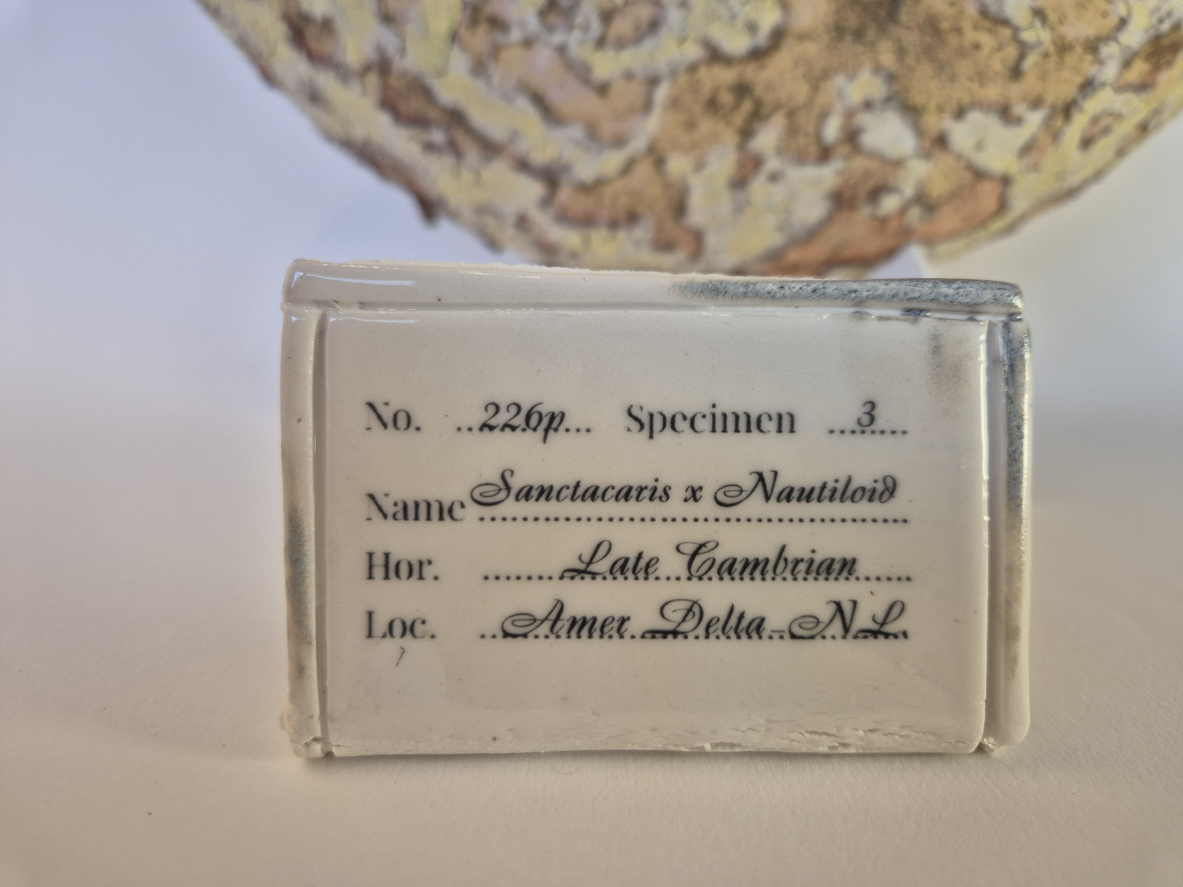 archeological museum tag or label or identification card for Fossil Type: Nautiloid x Sanctacaris
Location: Amer Delta (NL)
Time horizon: est. late Cambrian
Condition: average / poor
Height: 44 cm / 17 inch
Other specifics: Fossil was nicknamed by the discoverer as the whale due to the wide, nearly circular shell aperture