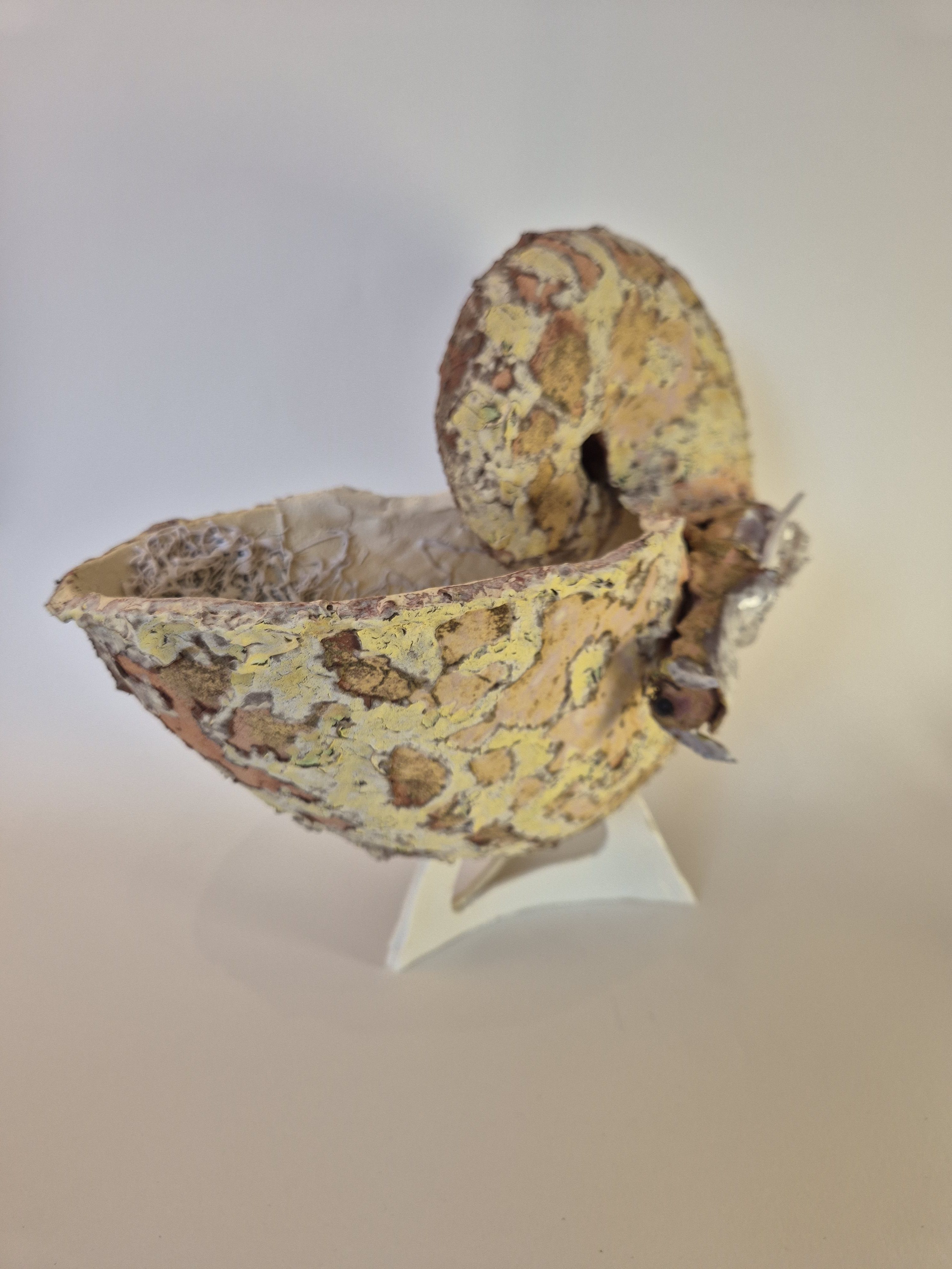 Fossil Type: Nautiloid x Sanctacaris
Location: Amer Delta (NL)
Time horizon: est. late Cambrian
Condition: average / poor
Height: 44 cm / 17 inch
Other specifics: Fossil was nicknamed by the discoverer as the whale due to the wide, nearly circular shell aperture