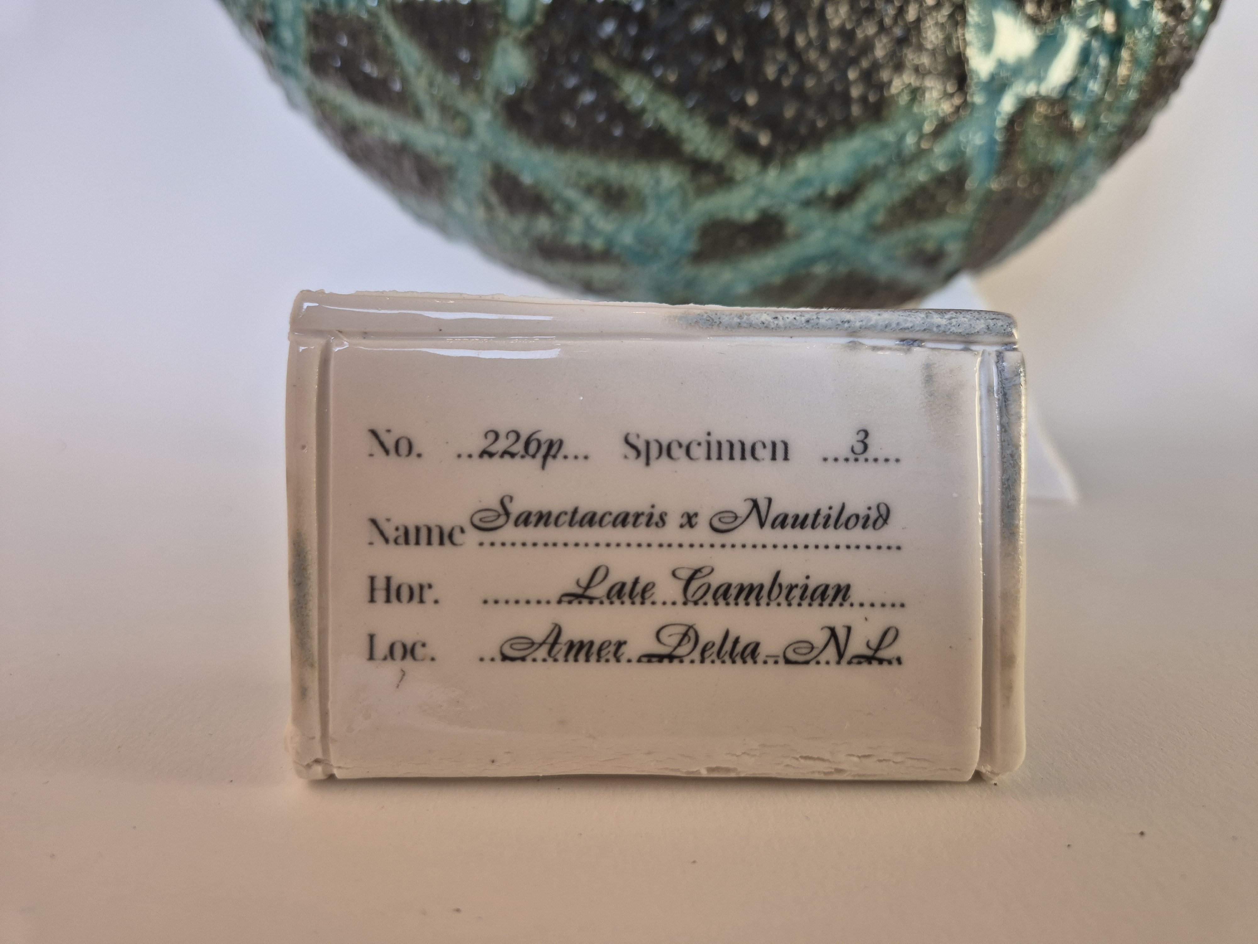 archeological museum tag or label or identification card for Fossil Type: Nautiloid x Sanctacaris
Location: Amer Delta (NL)
Time horizon: est. late Cambrian
Condition: average / poor
Height: 44 cm / 17 inch
Other specifics: fossil inhabited by adult and juvenile sanctacaris