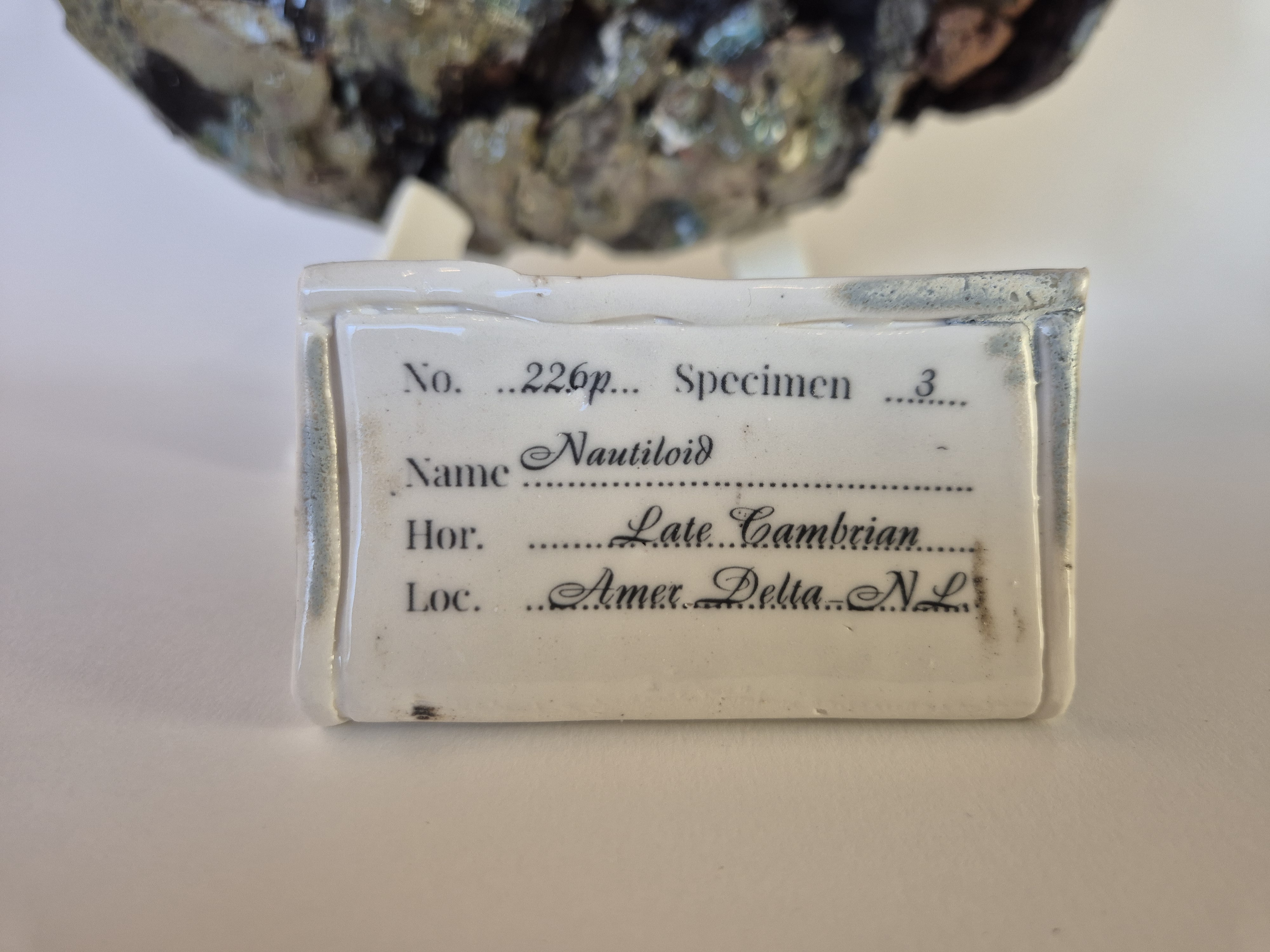 archeological museum tag or label or identification card for Fossil Type: Nautiloid
Location: found in Amer river delta (NL)
Time horizon: est. late Cambrian
Condition: poor
Height: 41 cm / 16 inch
Other specifics: - important find, indicative of deep marine life in thus far considered shallow depths of Amer Delta