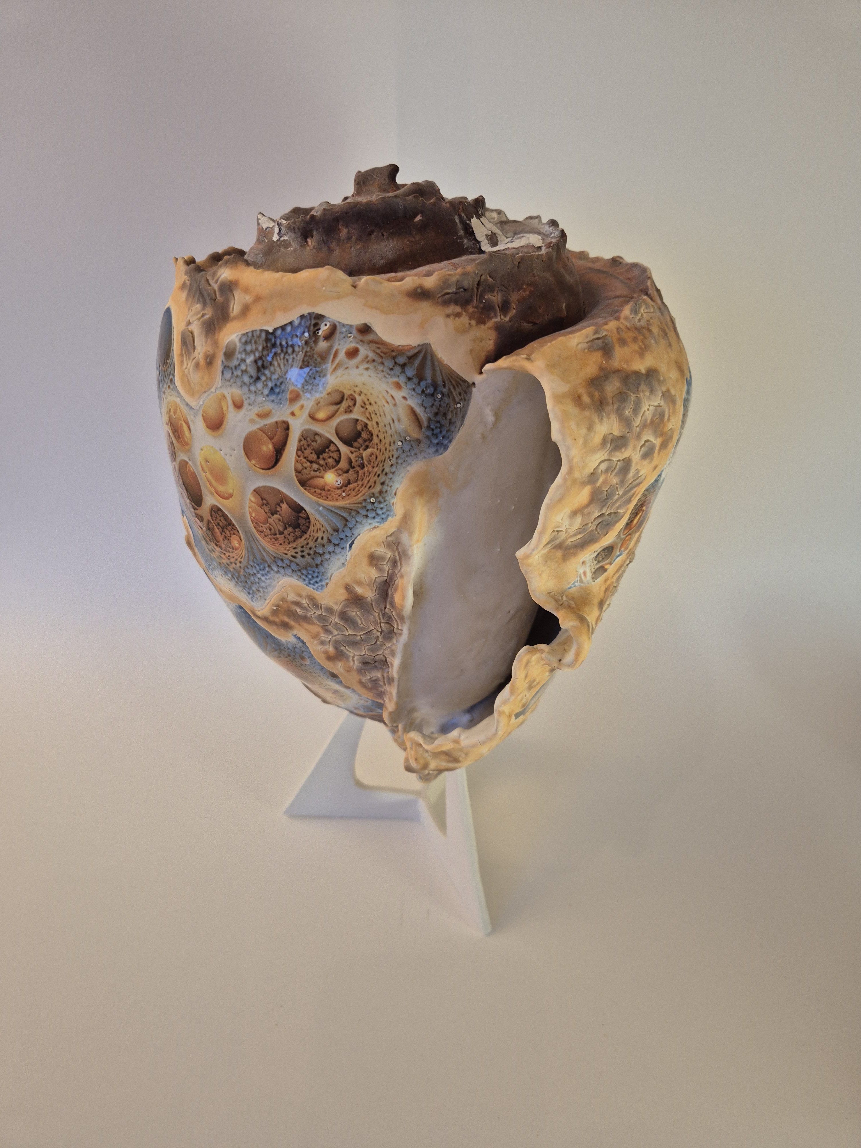 Fossil Type: Turbinella Pyrum
Location: Zanskar Valley (IN)
Time horizon: est. late Cambrian
Condition: good
Height: 44 cm / 17 inch
Other specifics: - originates from deposits linked to Thethys Sea (Cambrian). Today commonly known as a Shankha shell.