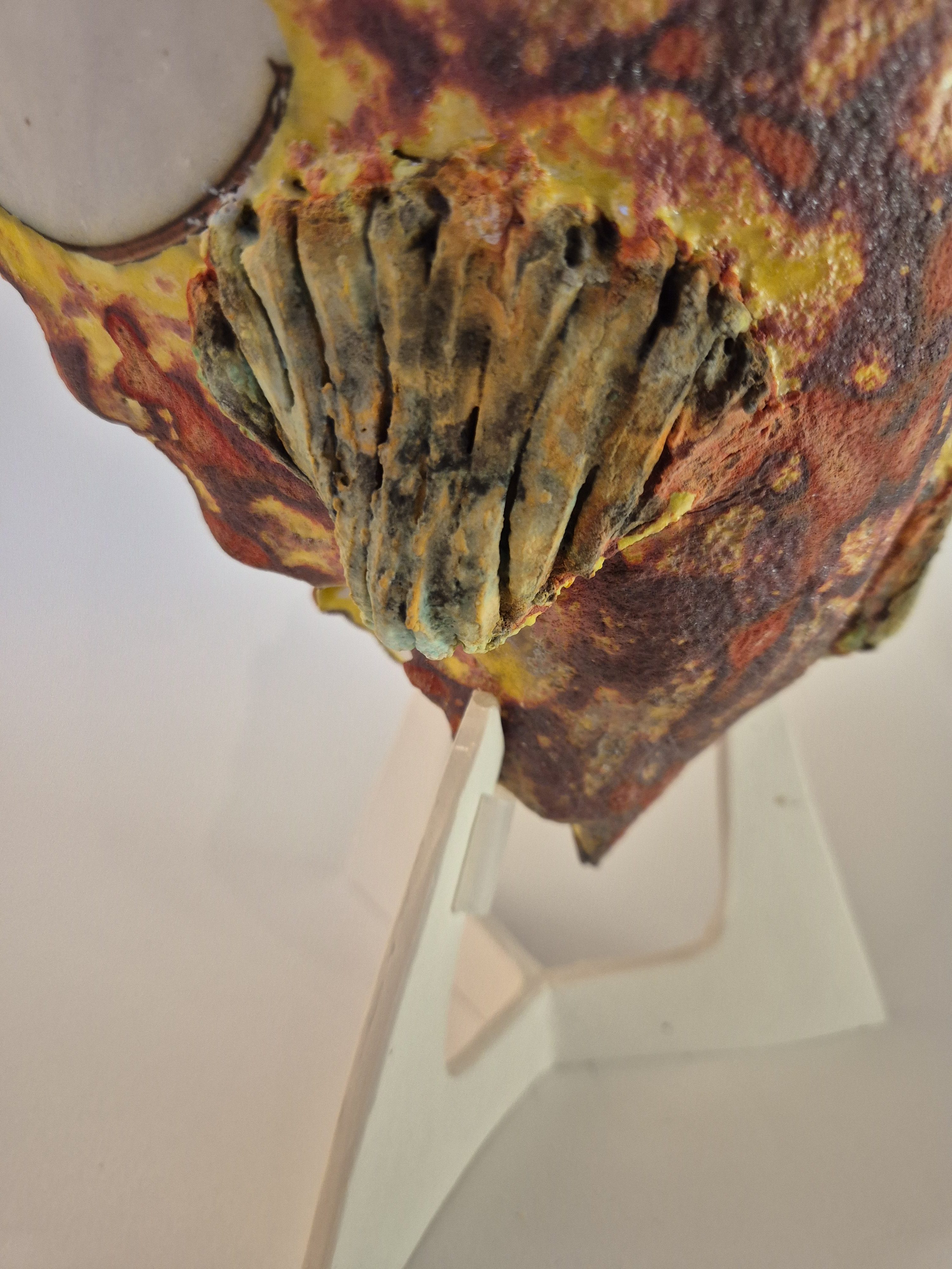 Fossil Type: Turbinella Pyrum
Location: Zanskar Valley (IN)
Time horizon: est. late Cambrian
Condition: good
Height: 44 cm / 17 inch
Other specifics: - originates from deposits linked to Thethys Sea (Cambrian). Today commonly known as a Shankha shell.