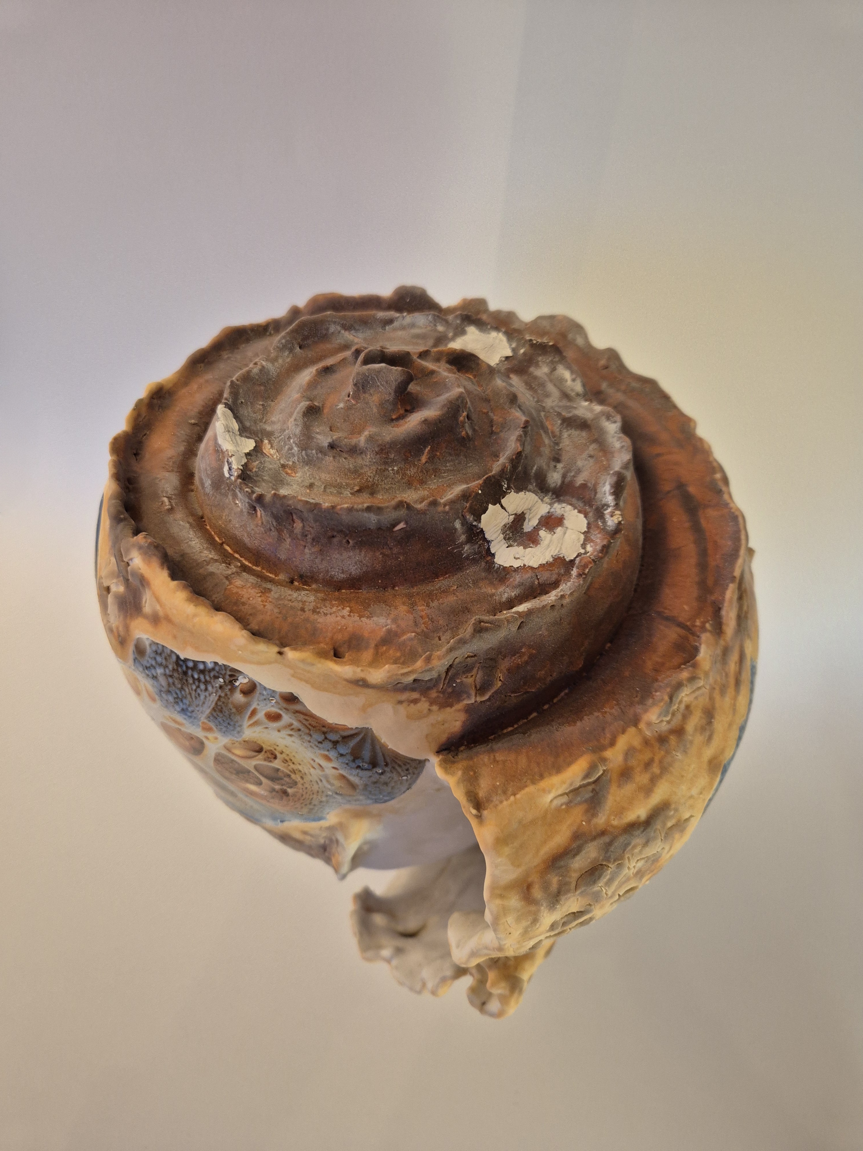 Fossil Type: Turbinella Pyrum
Location: Zanskar Valley (IN)
Time horizon: est. late Cambrian
Condition: good
Height: 44 cm / 17 inch
Other specifics: - originates from deposits linked to Thethys Sea (Cambrian). Today commonly known as a Shankha shell.