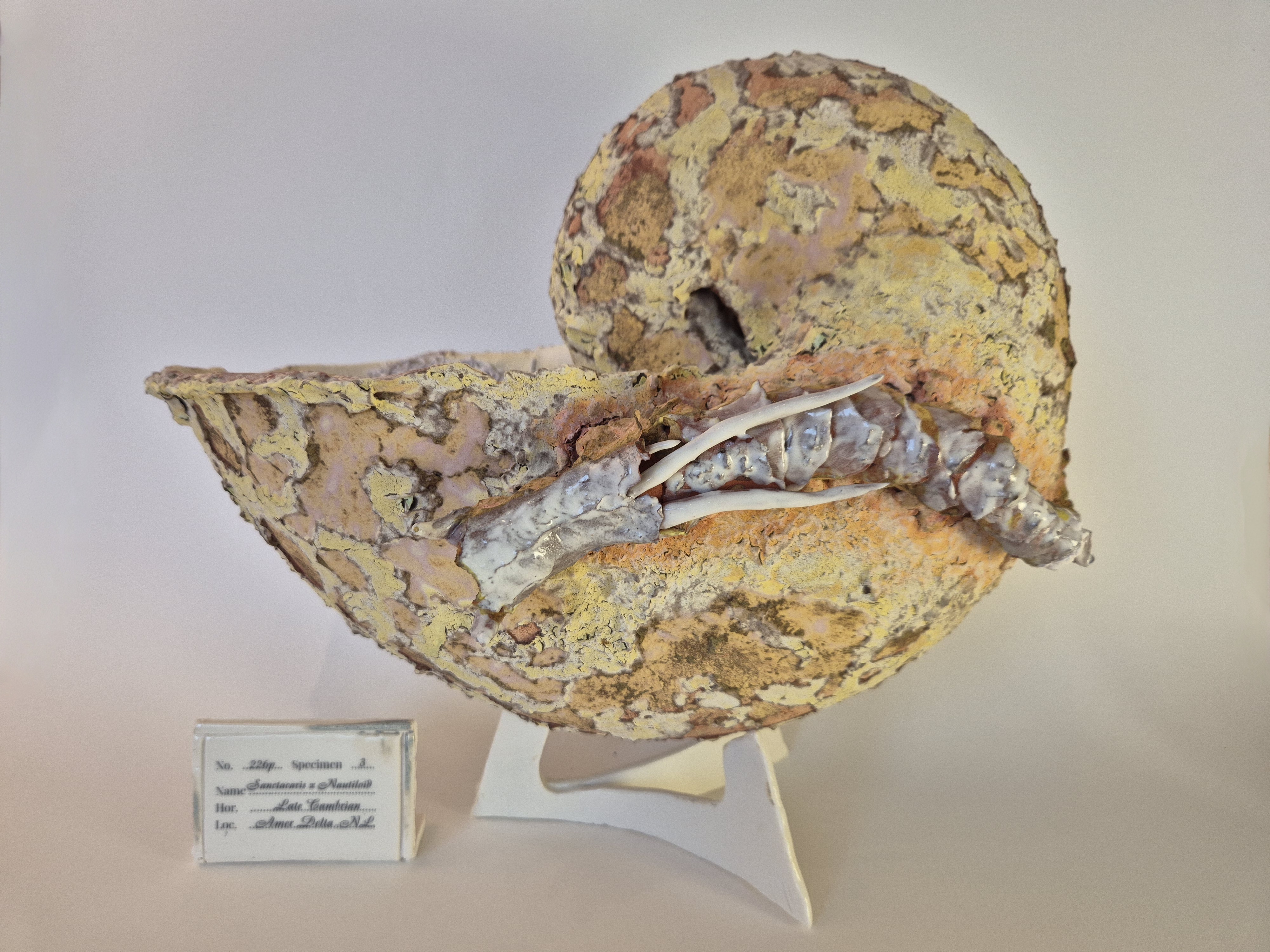 Fossil Type: Nautiloid x Sanctacaris
Location: Amer Delta (NL)
Time horizon: est. late Cambrian
Condition: average / poor
Height: 44 cm / 17 inch
Other specifics: Fossil was nicknamed by the discoverer as the whale due to the wide, nearly circular shell aperture