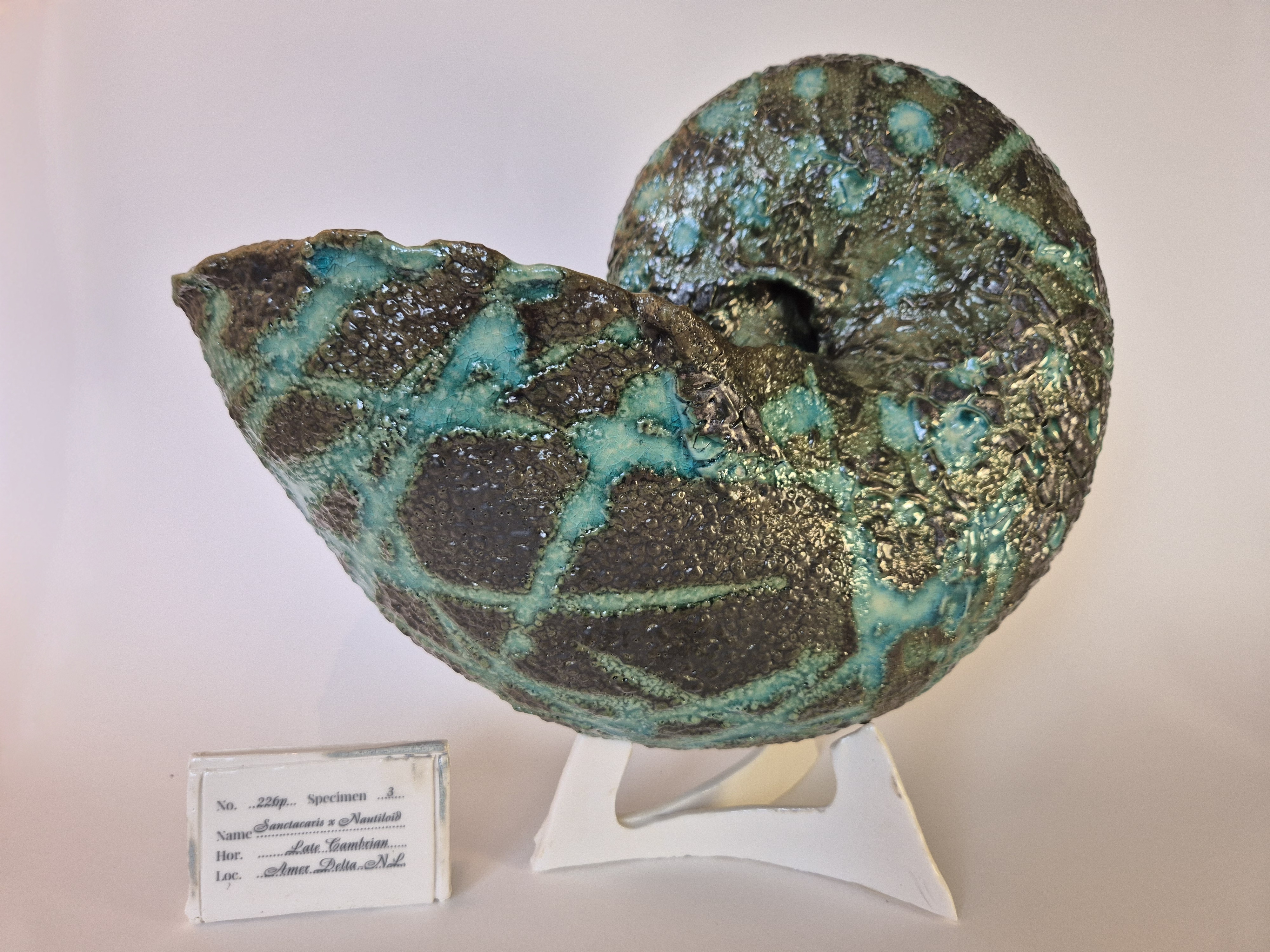 Fossil Type: Nautiloid x Sanctacaris
Location: Amer Delta (NL)
Time horizon: est. late Cambrian
Condition: average / poor
Height: 44 cm / 17 inch
Other specifics: fossil inhabited by adult and juvenile sanctacaris