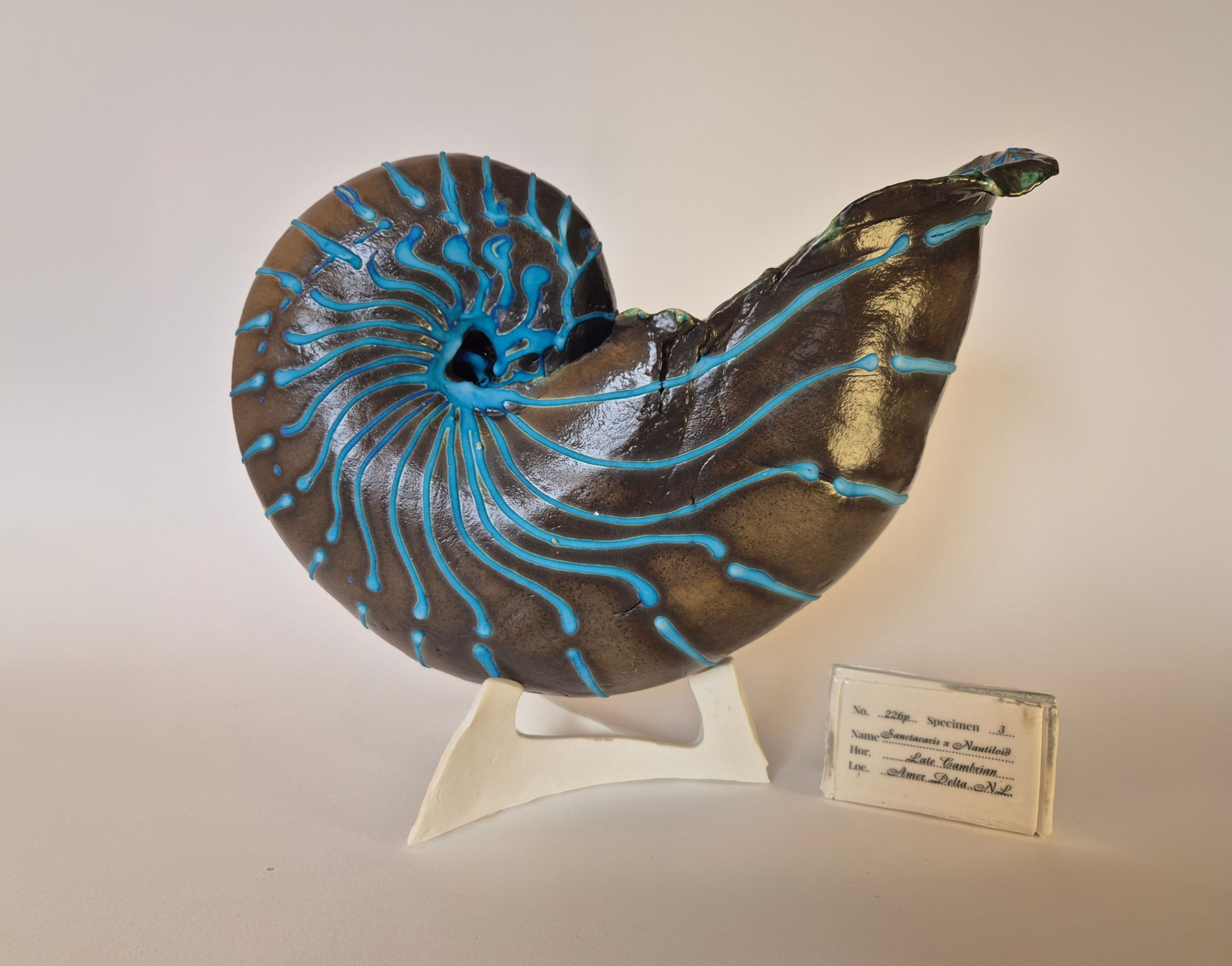 Fossil Type: Nautiloid x Sanctacaris
Location: found in Amer river delta (NL)
Time horizon: est. late Cambrian
Condition: good
Height: 40 cm / 16 inch
Other specifics: still inhabited by Sanctaris