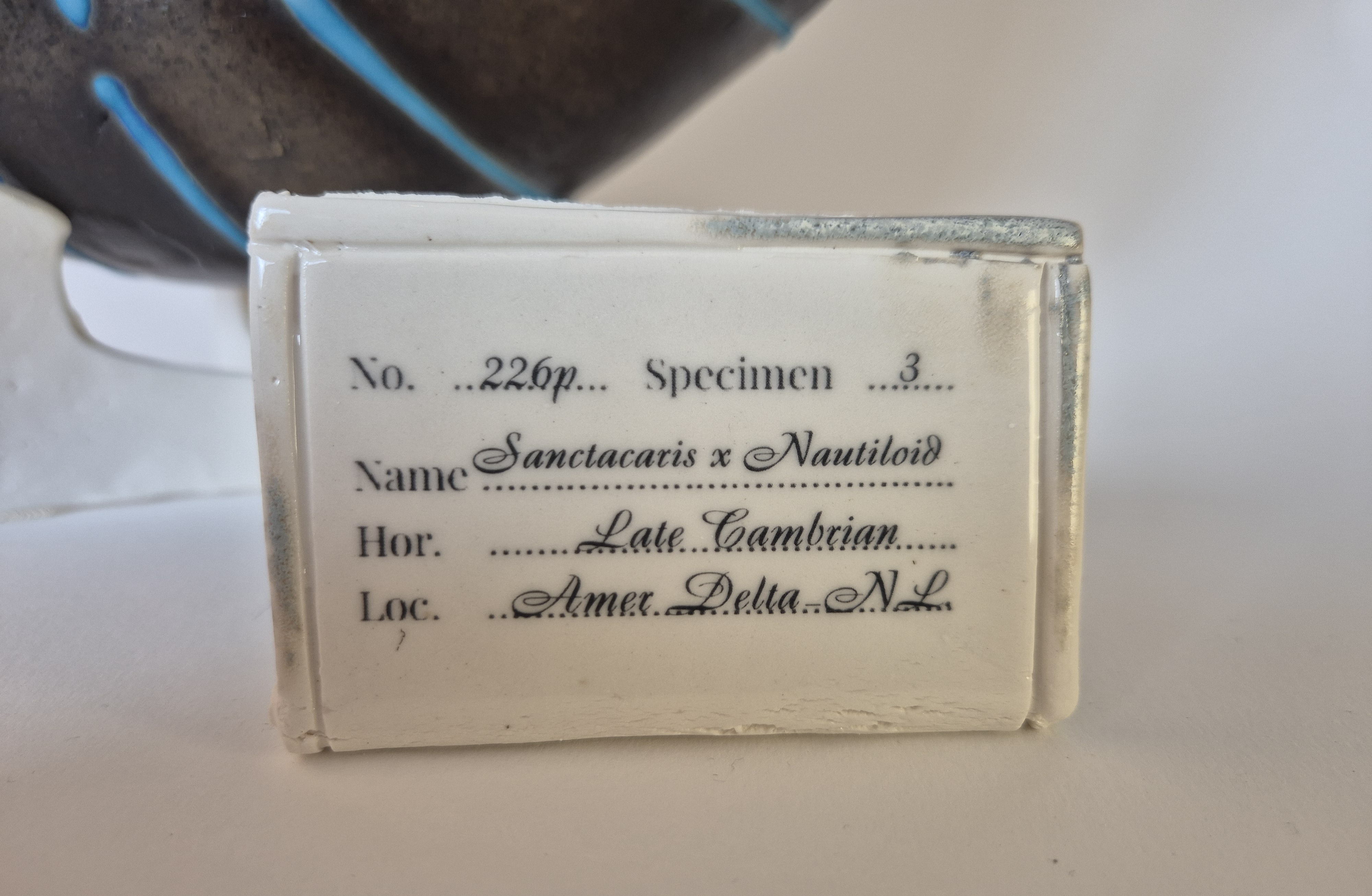 archeological museum tag or label or identification card for Fossil Type: Nautiloid x Sanctacaris
Location: found in Amer river delta (NL)
Time horizon: est. late Cambrian
Condition: good
Height: 40 cm / 16 inch
Other specifics: still inhabited by Sanctaris